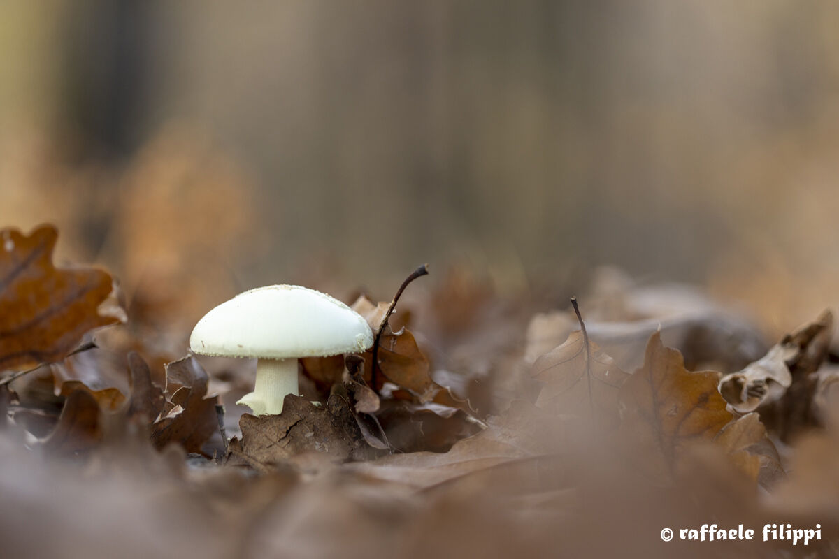 Inhabitants of the undergrowth - Baraggia di Candelo