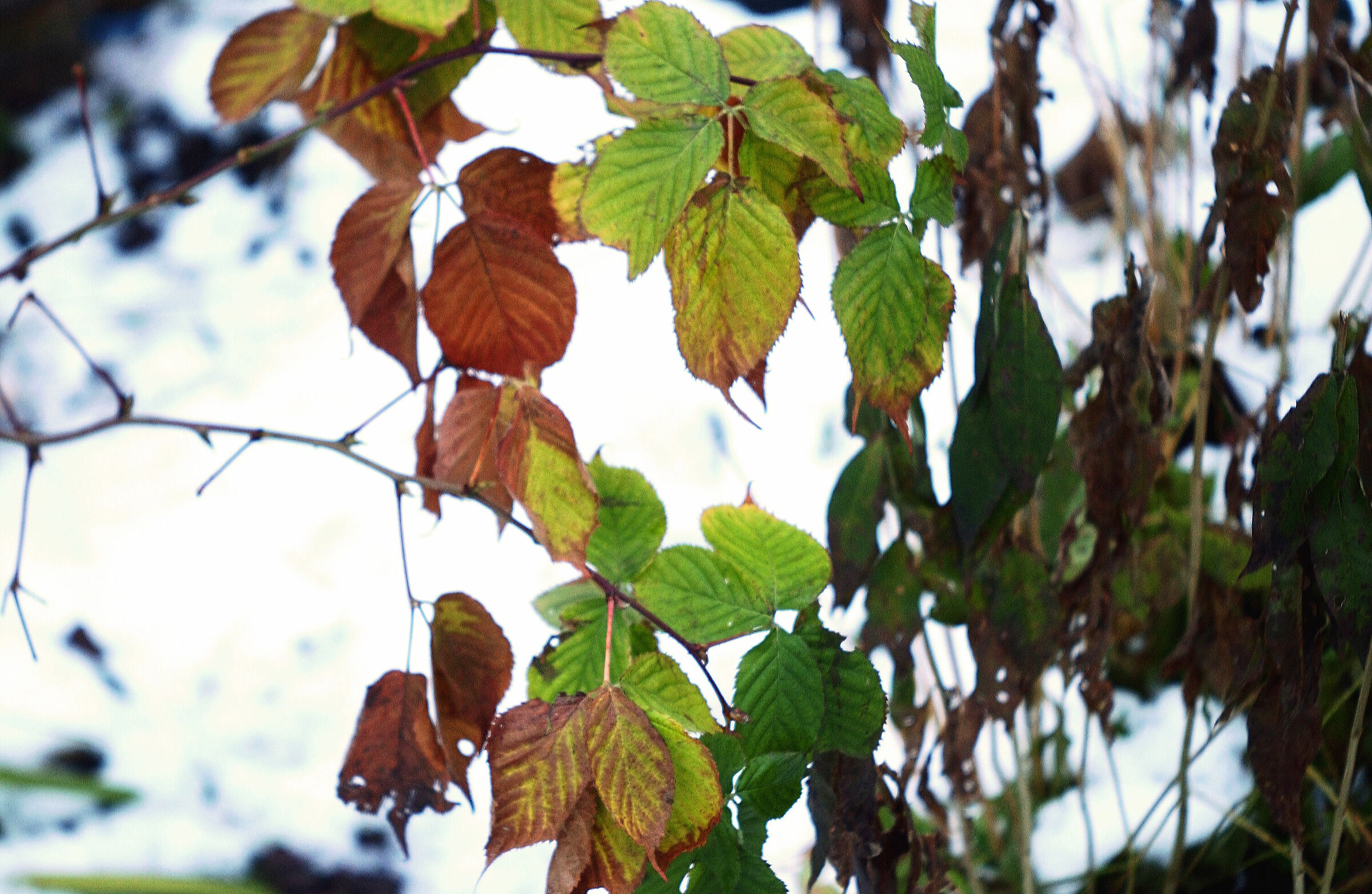 Winter palette (Blackberry#2)