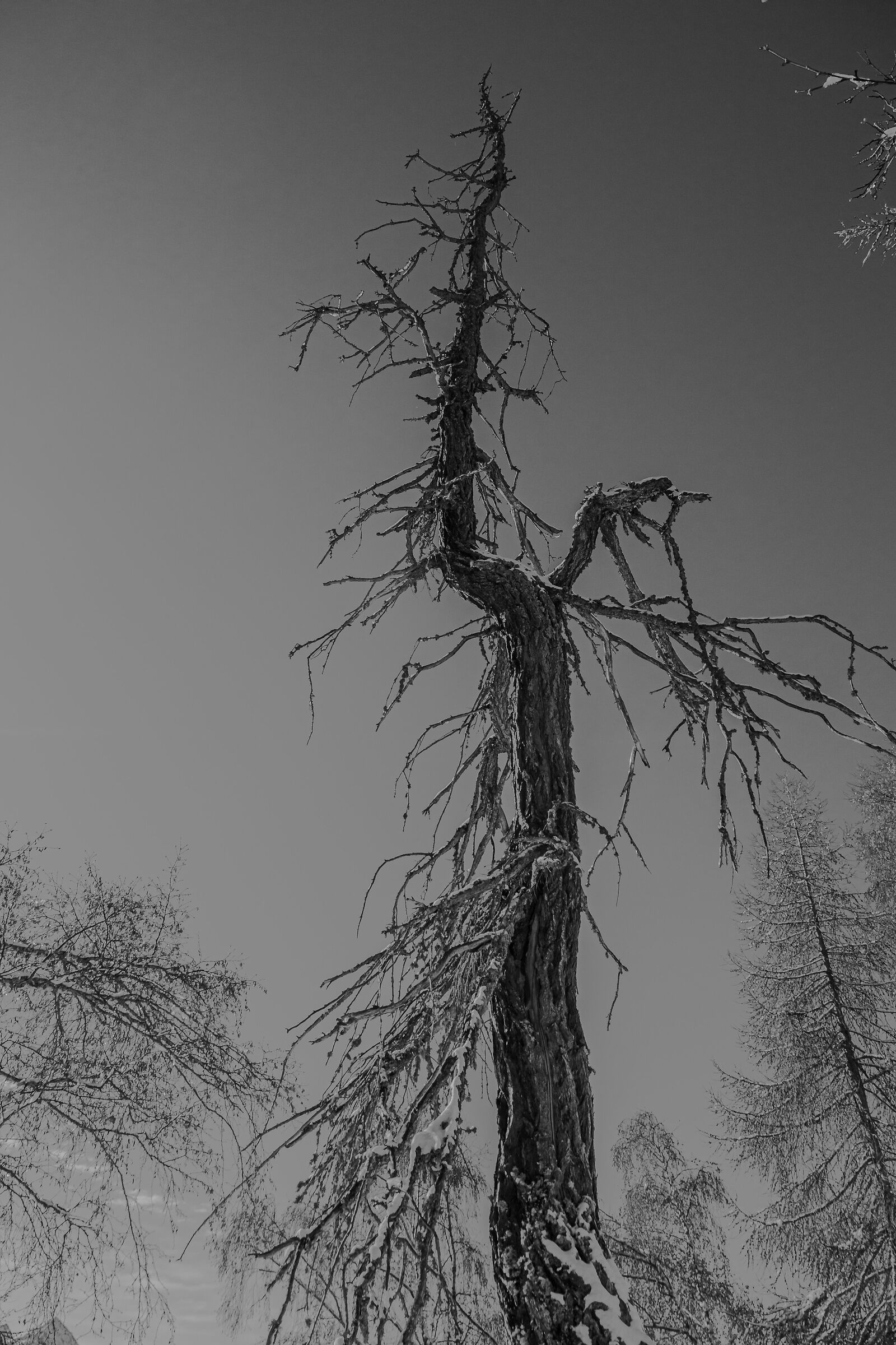 The Ancient Larch