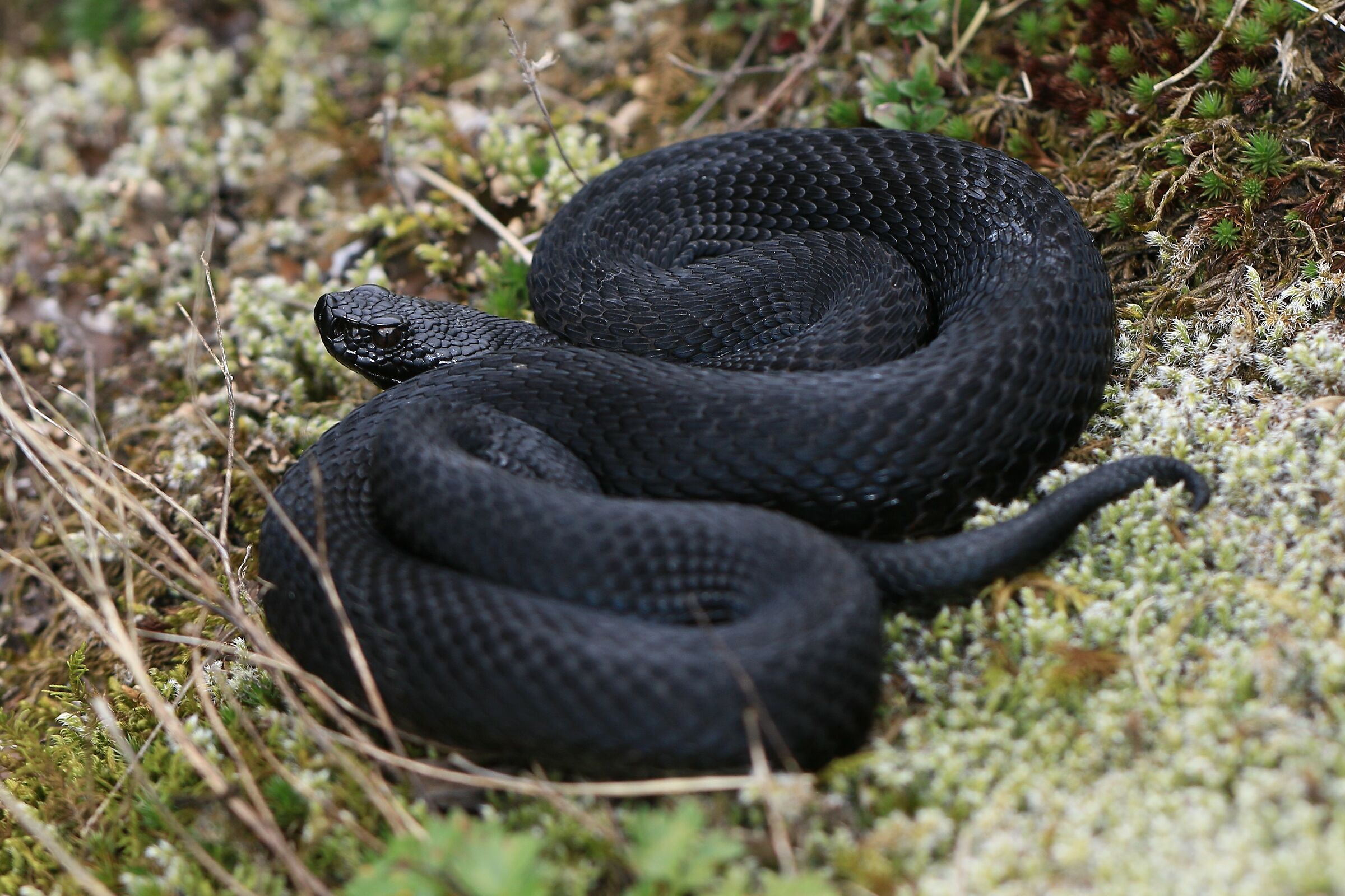 Male, 1290m, Berna (Svizzera)