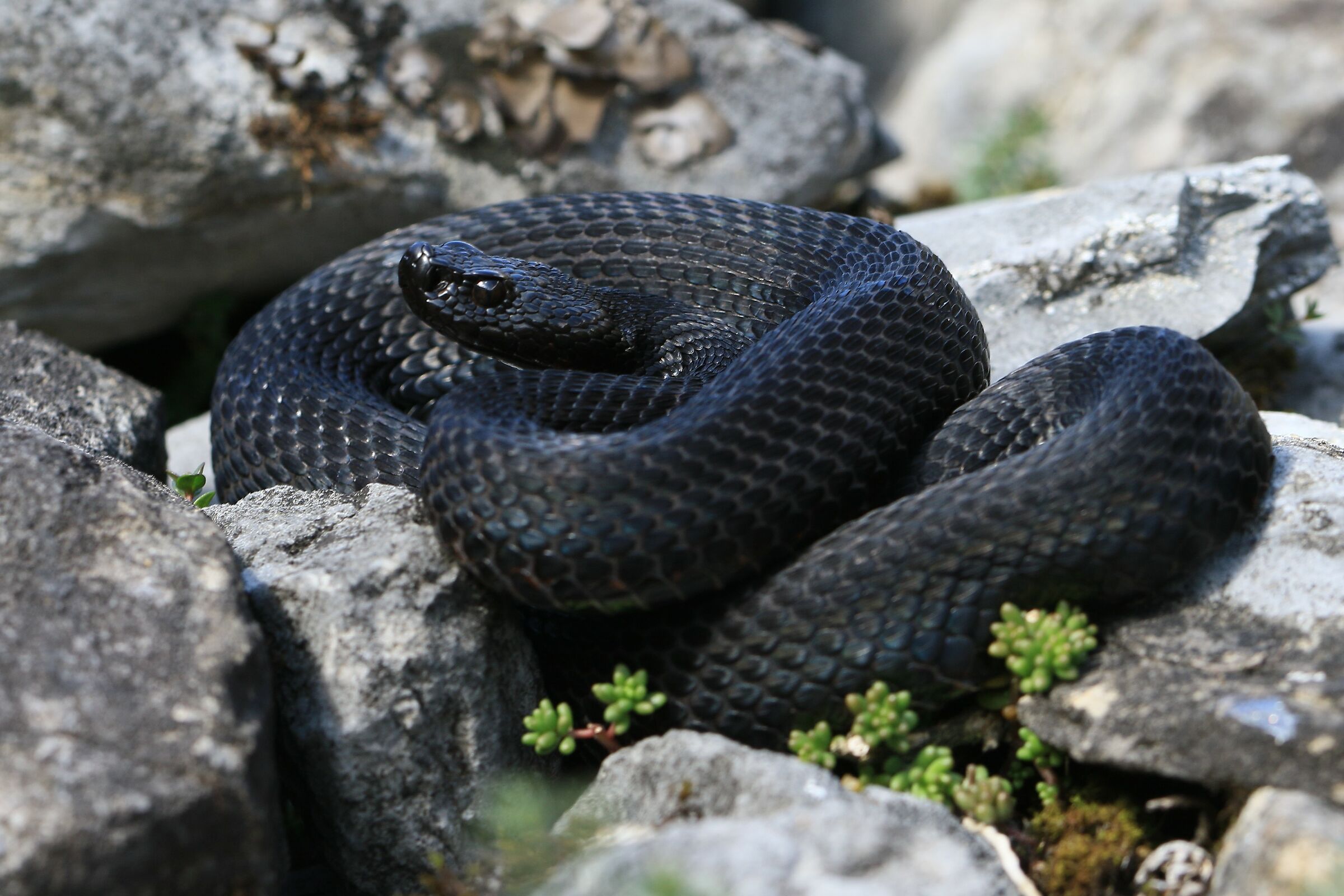 Male, 1290m, Berna (Svizzera)