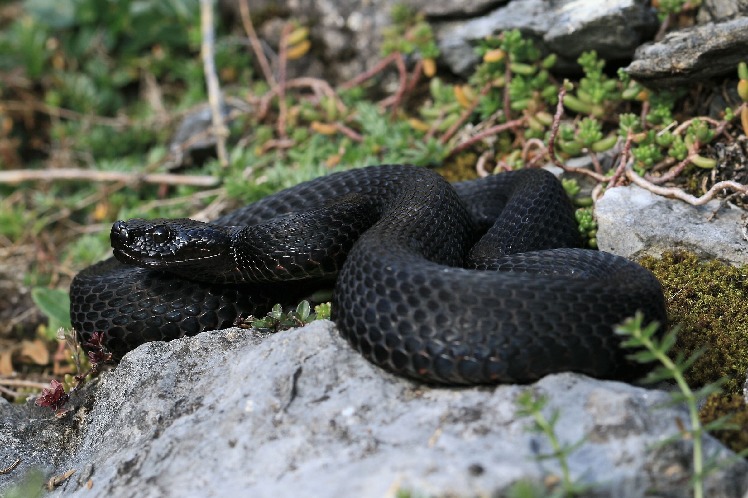 Male, 1290m, Berna (Svizzera)