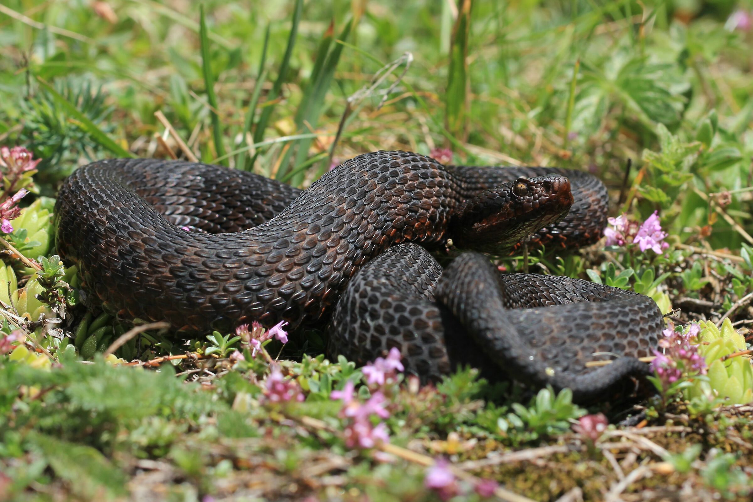 Female, 1290m, Berna (Svizzera)