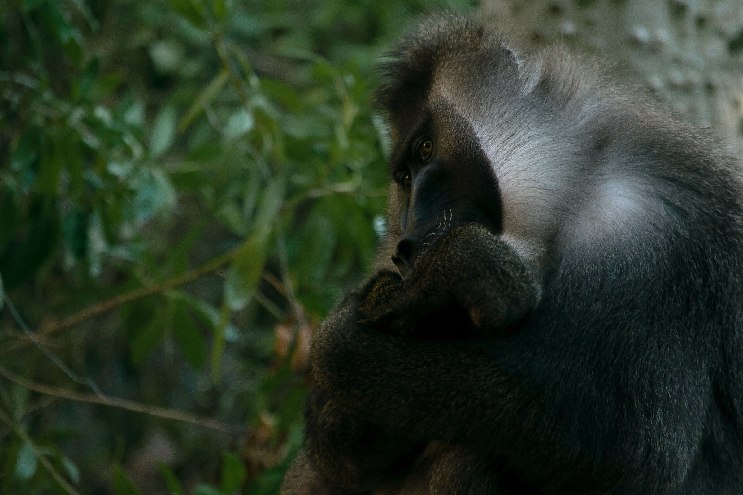 babbuino del mandrillo