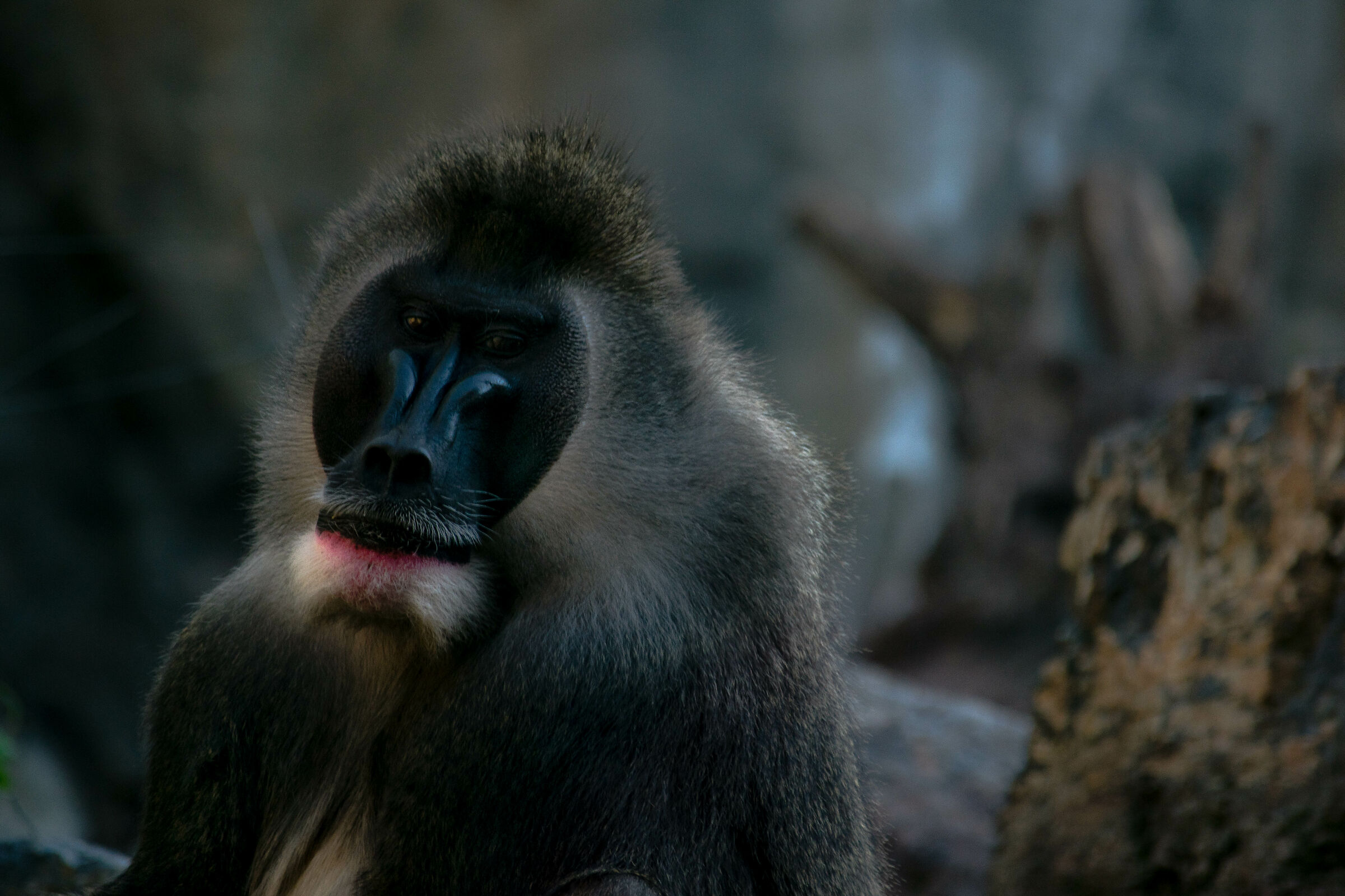 babbuino del mandrillo