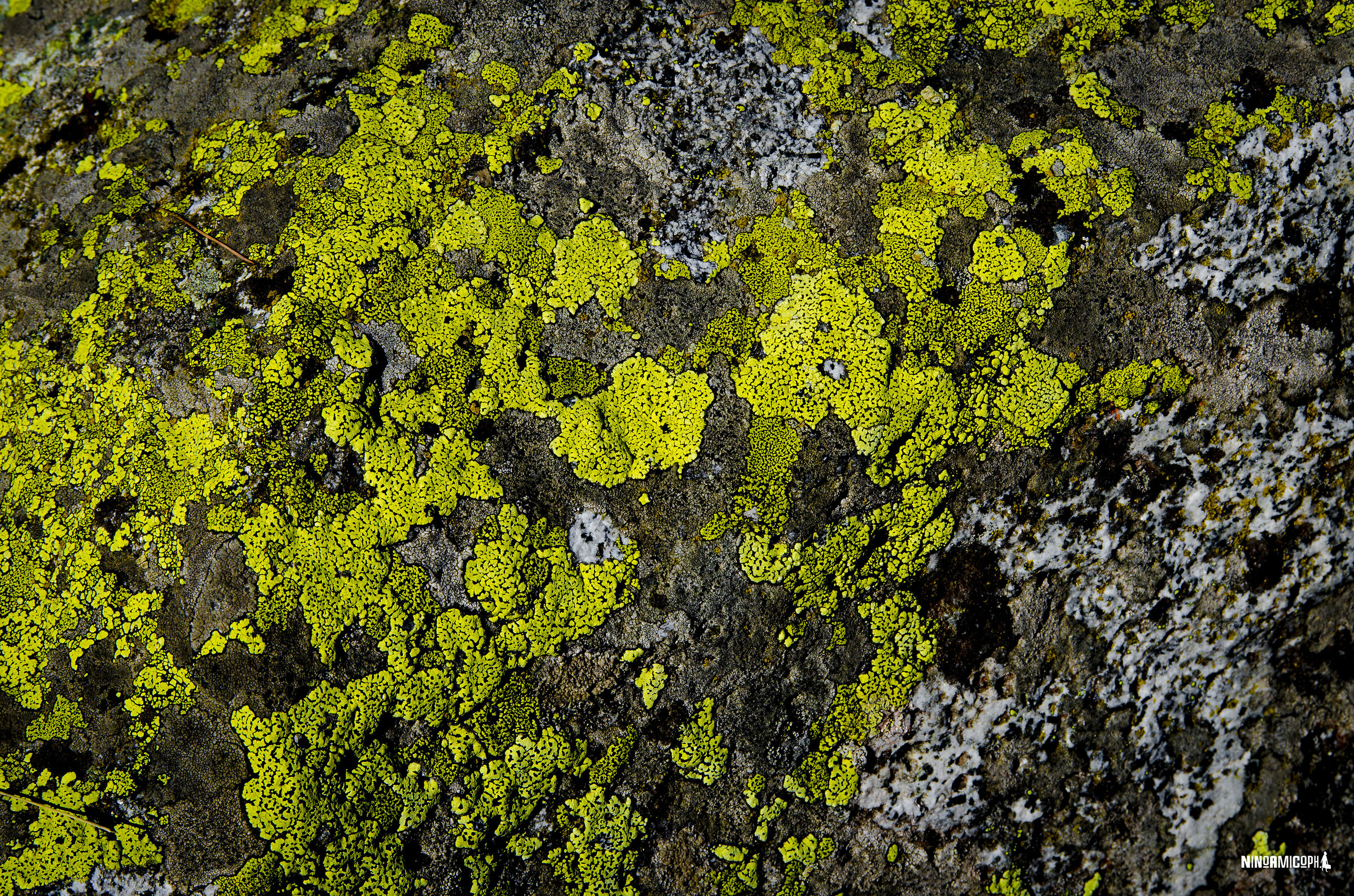 Moss