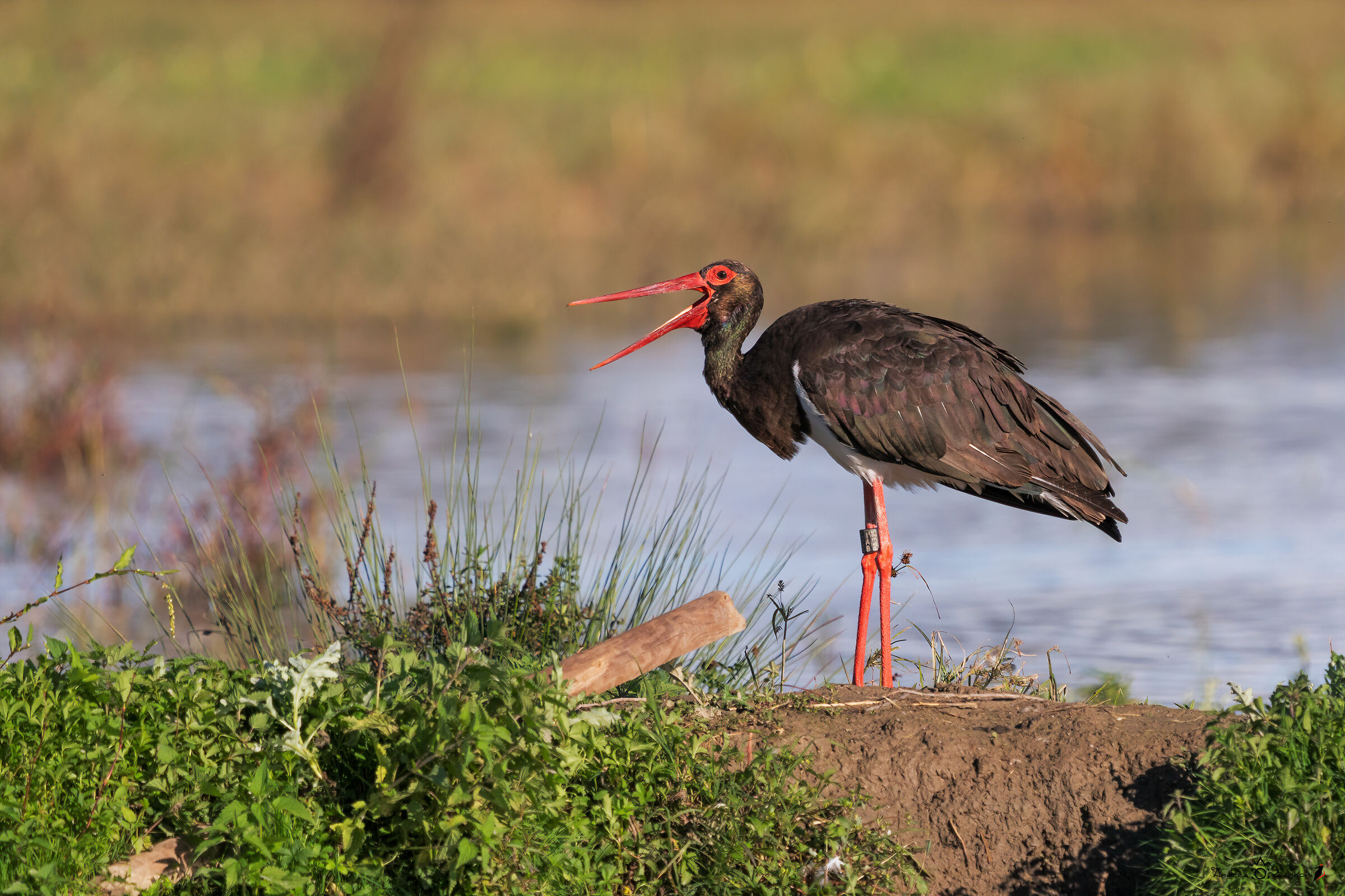 Black Stork