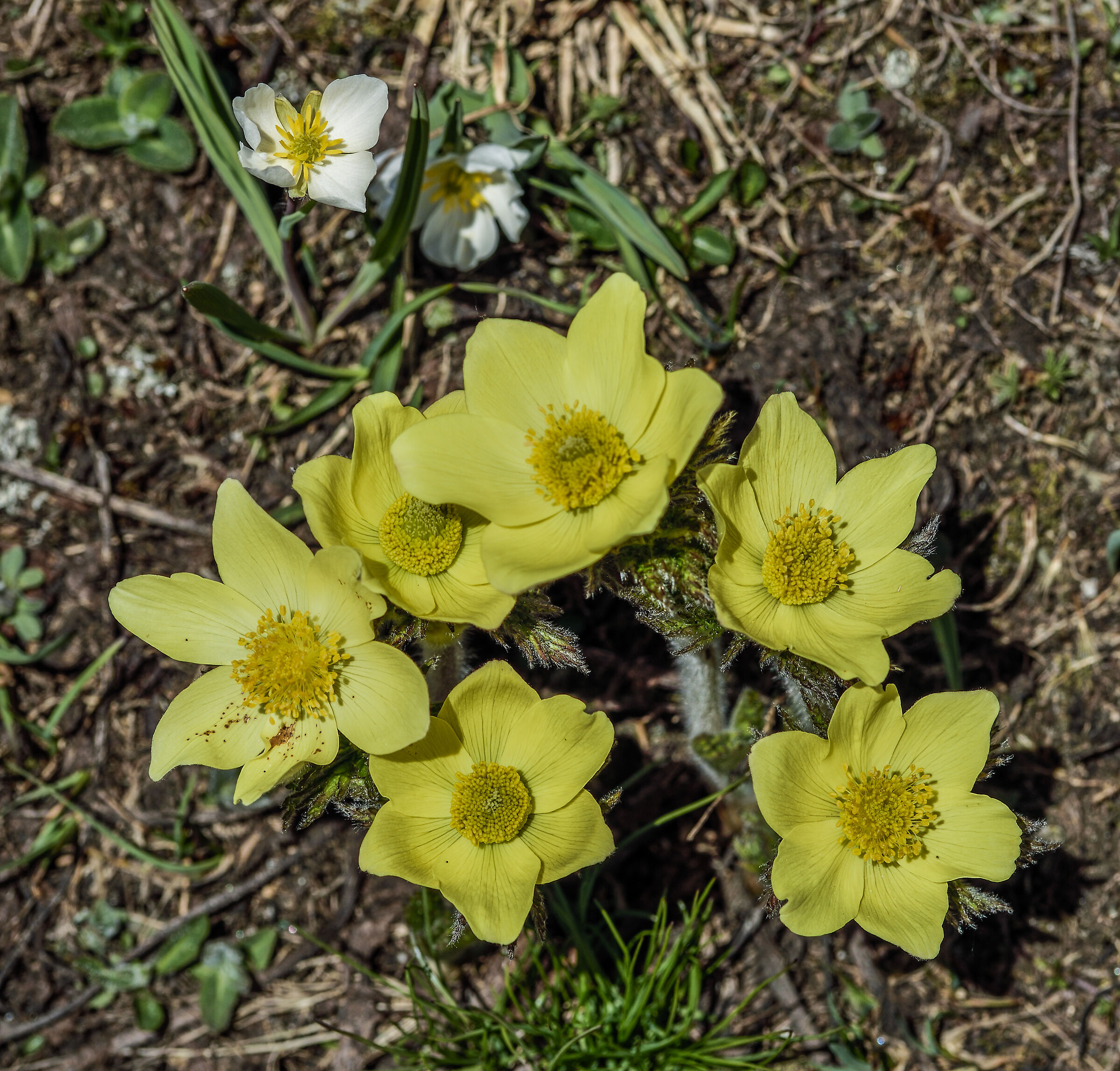 papaveri alpini con ranuncolo dei ghiacciai