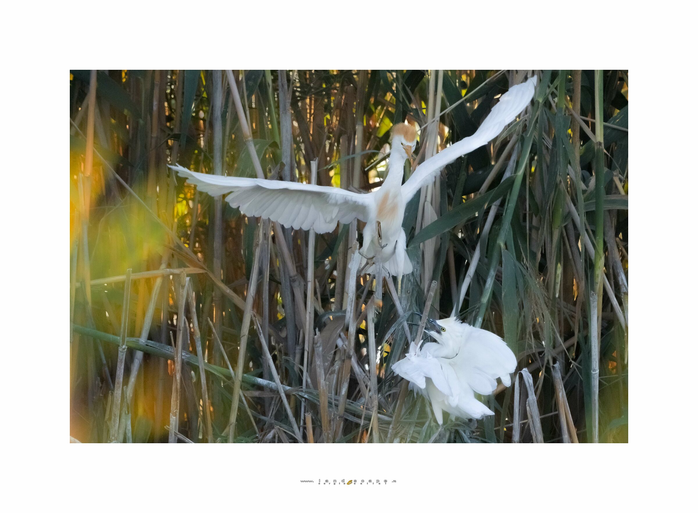 the unexpected arrival