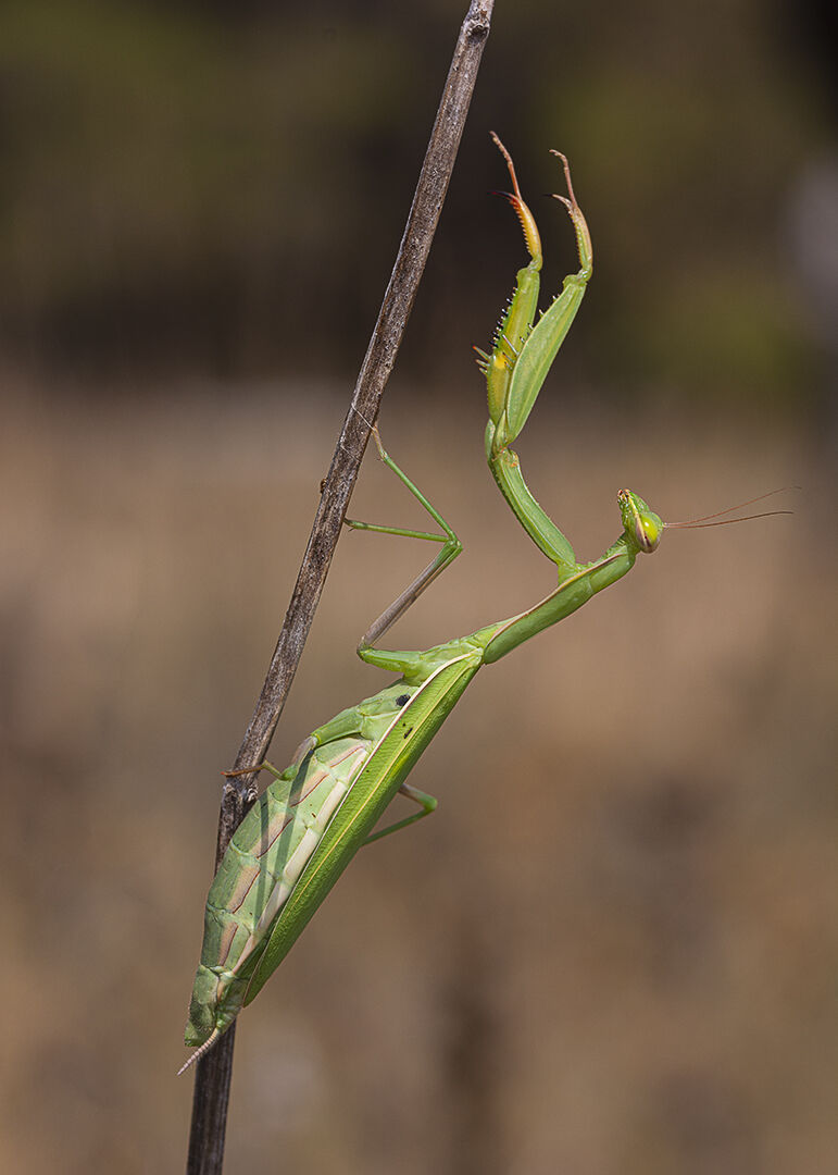 Mantide religiosa, Parco Nazionale dell'Alta Murgia