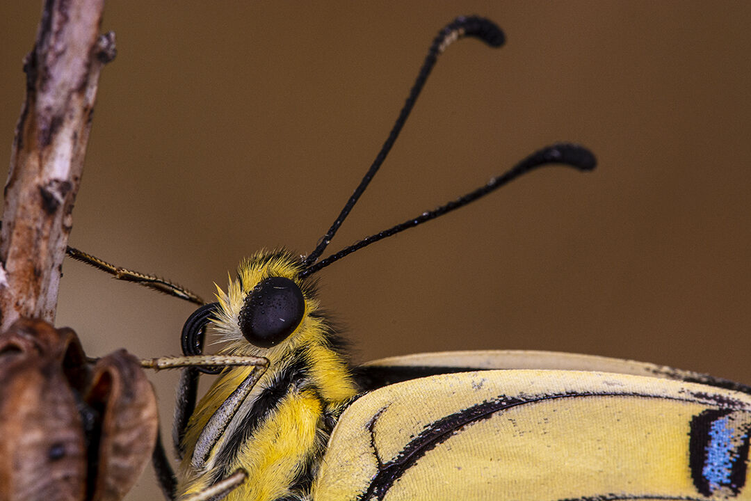 Farfalla di macaone, Parco Nazionale dell'Alta Murgia