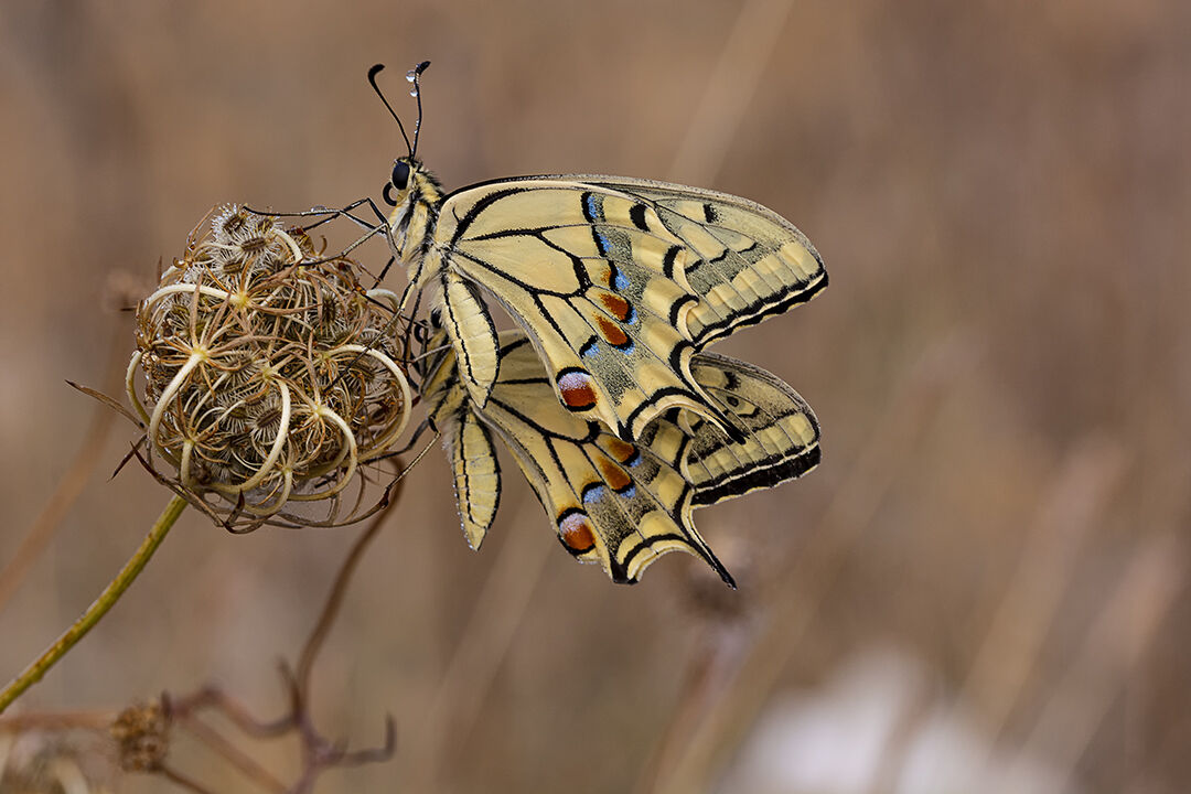 Farfalle di macaone, Parco Nazionale dell'Alta Murgia