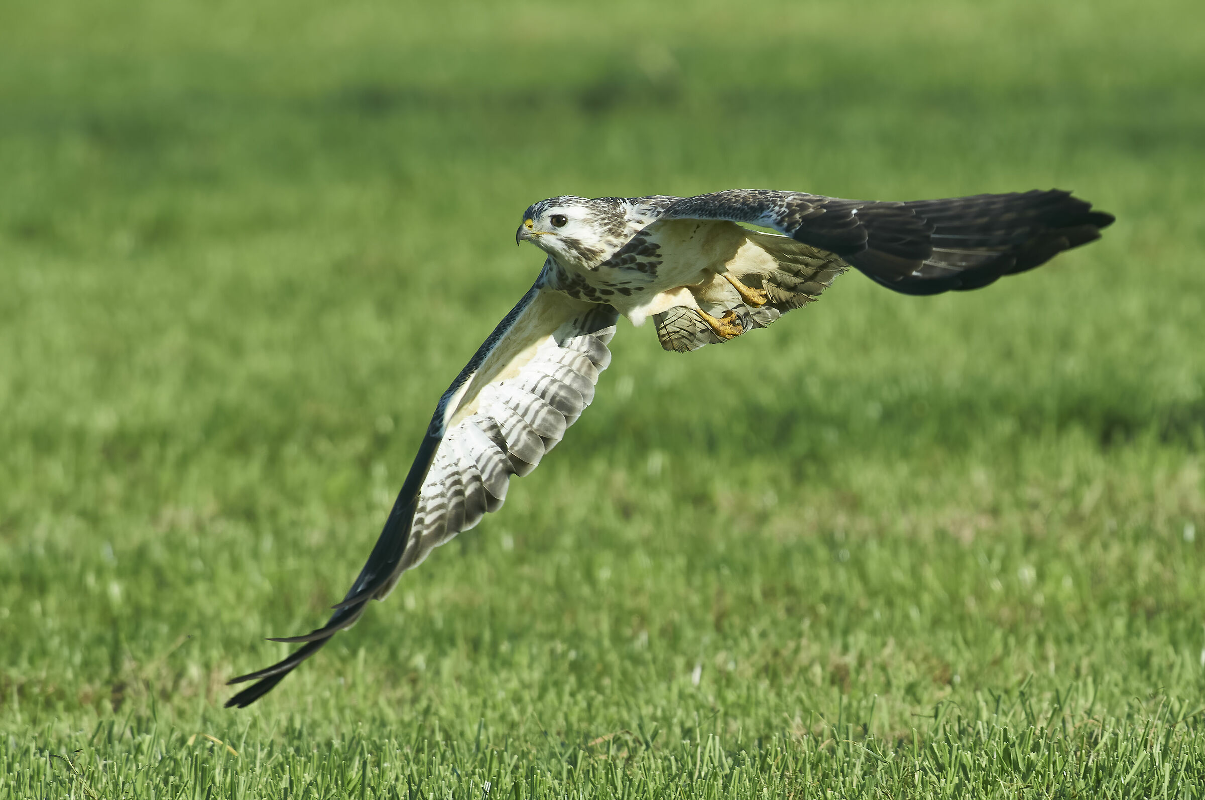 Poiana comune europea (Buteo buteo)