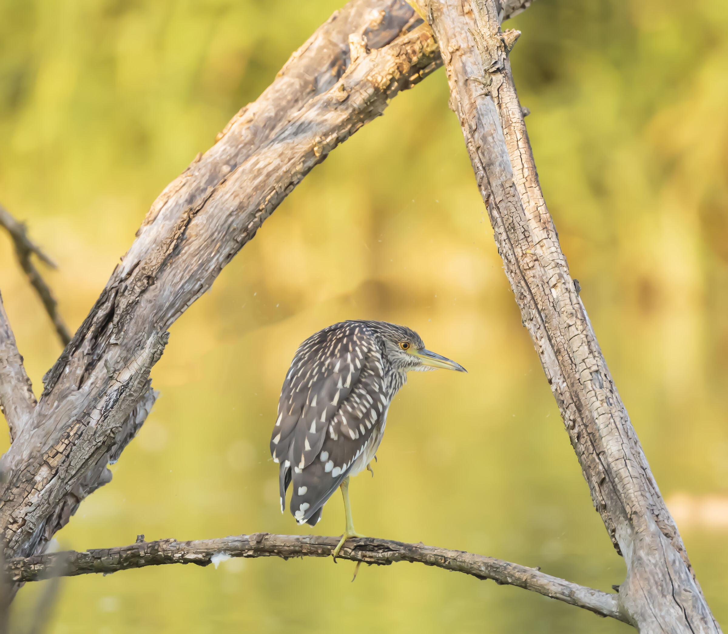 NItticora Municipality