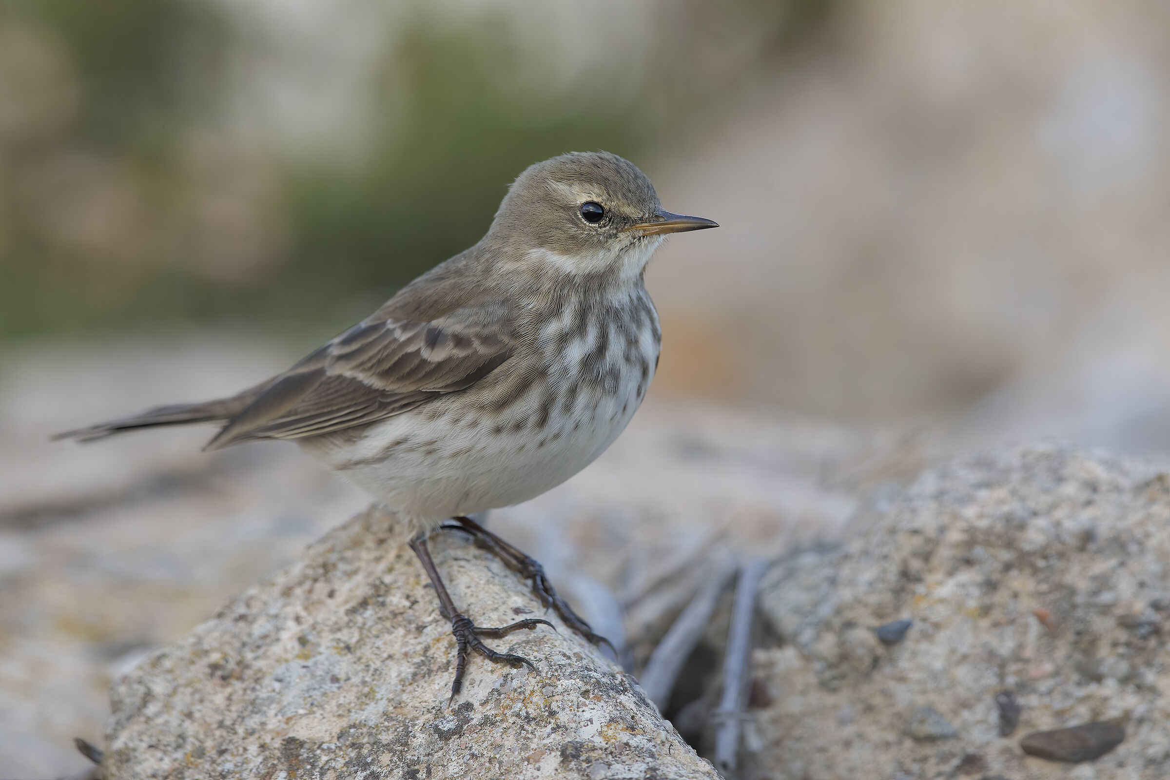 spioncello (anthus spinolet)
