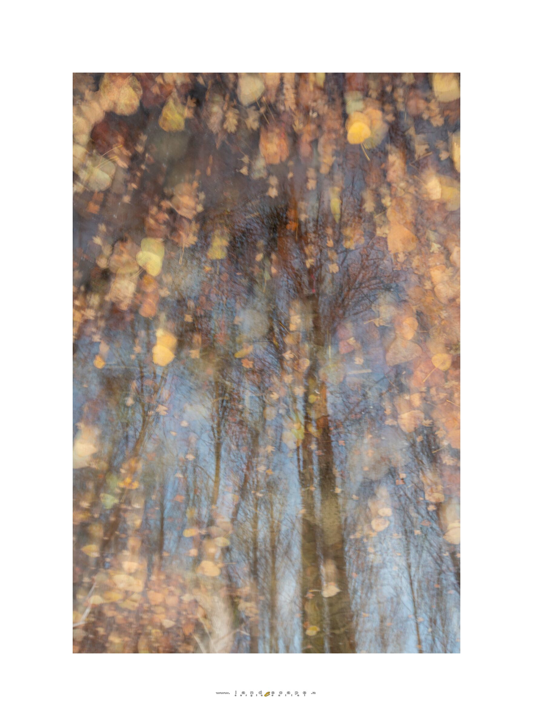 cadono le ultime foglie