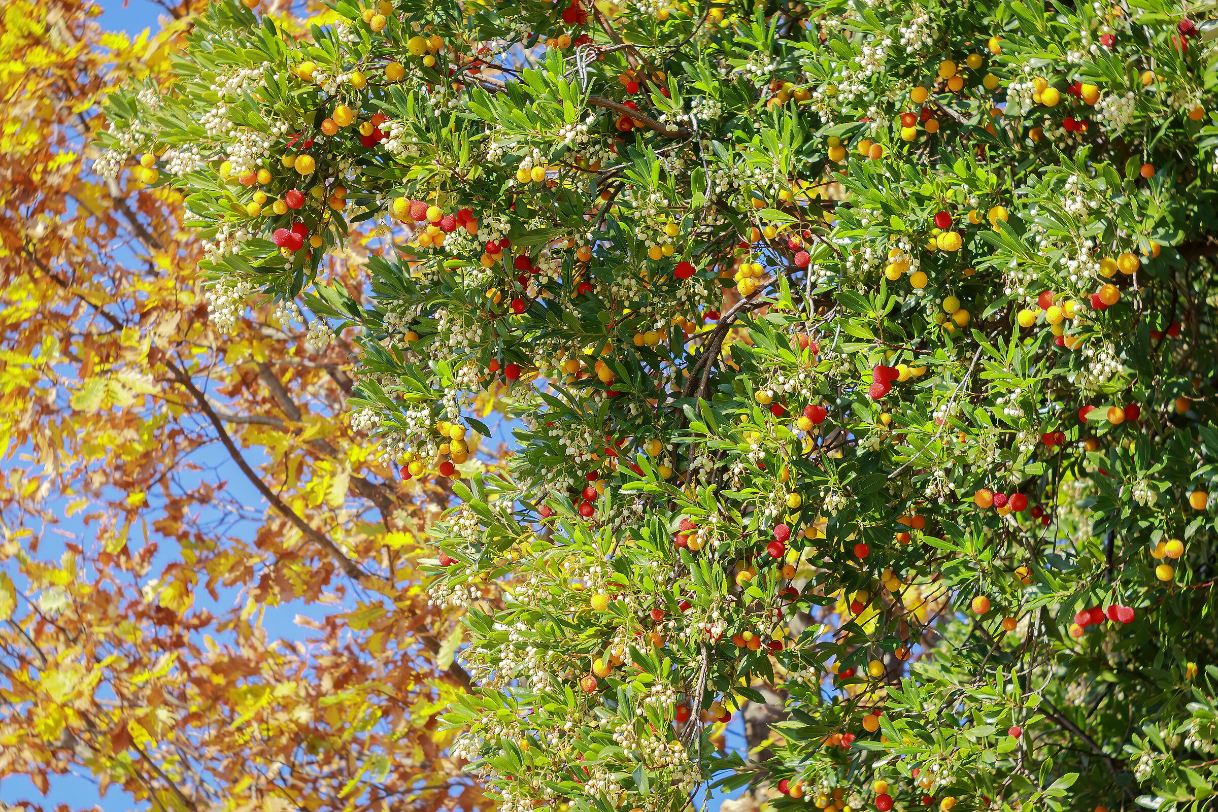 Meraviglie autunnali.Fiore e frutto del Corbezzolo