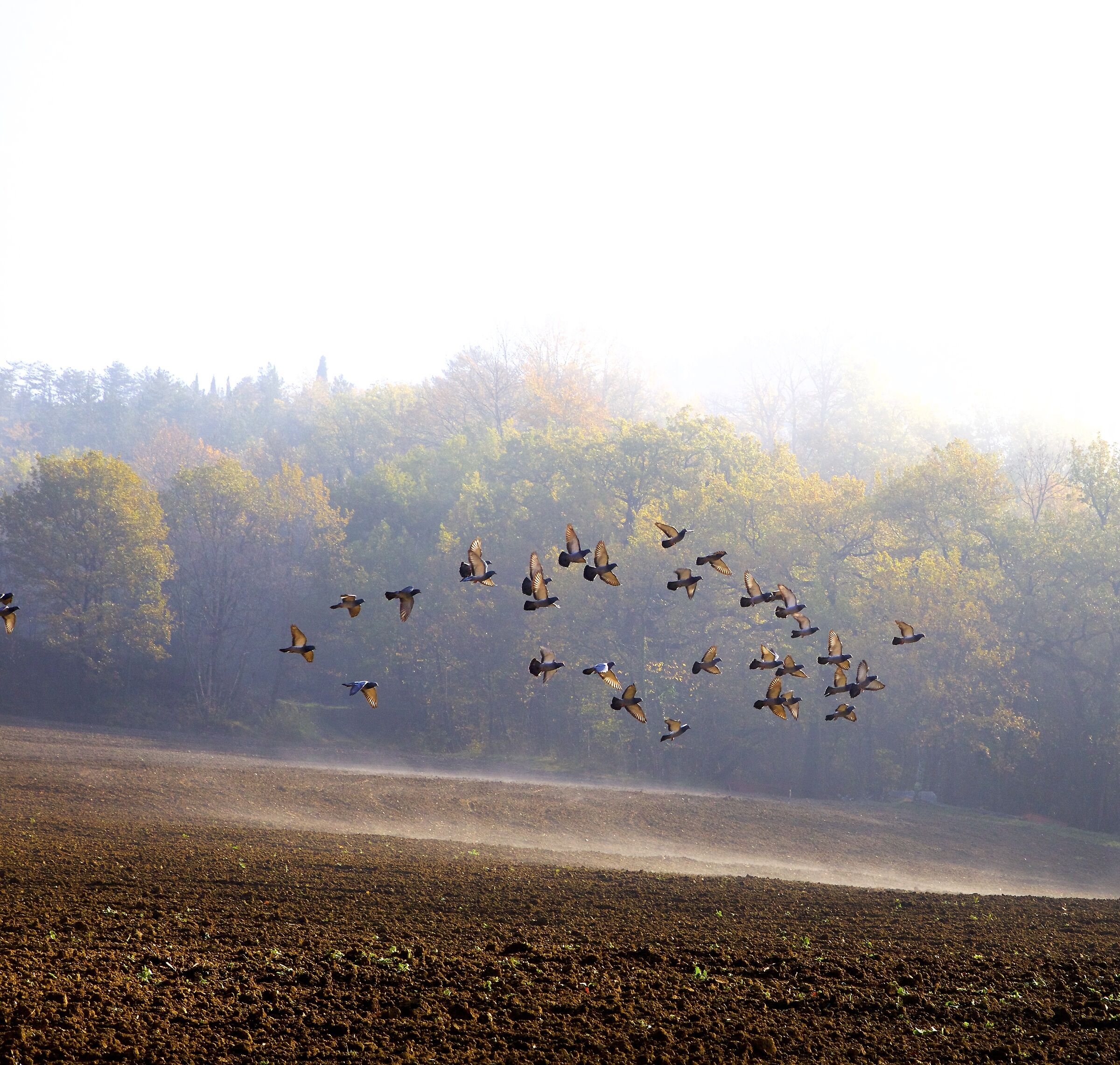 Un volo in controluce.