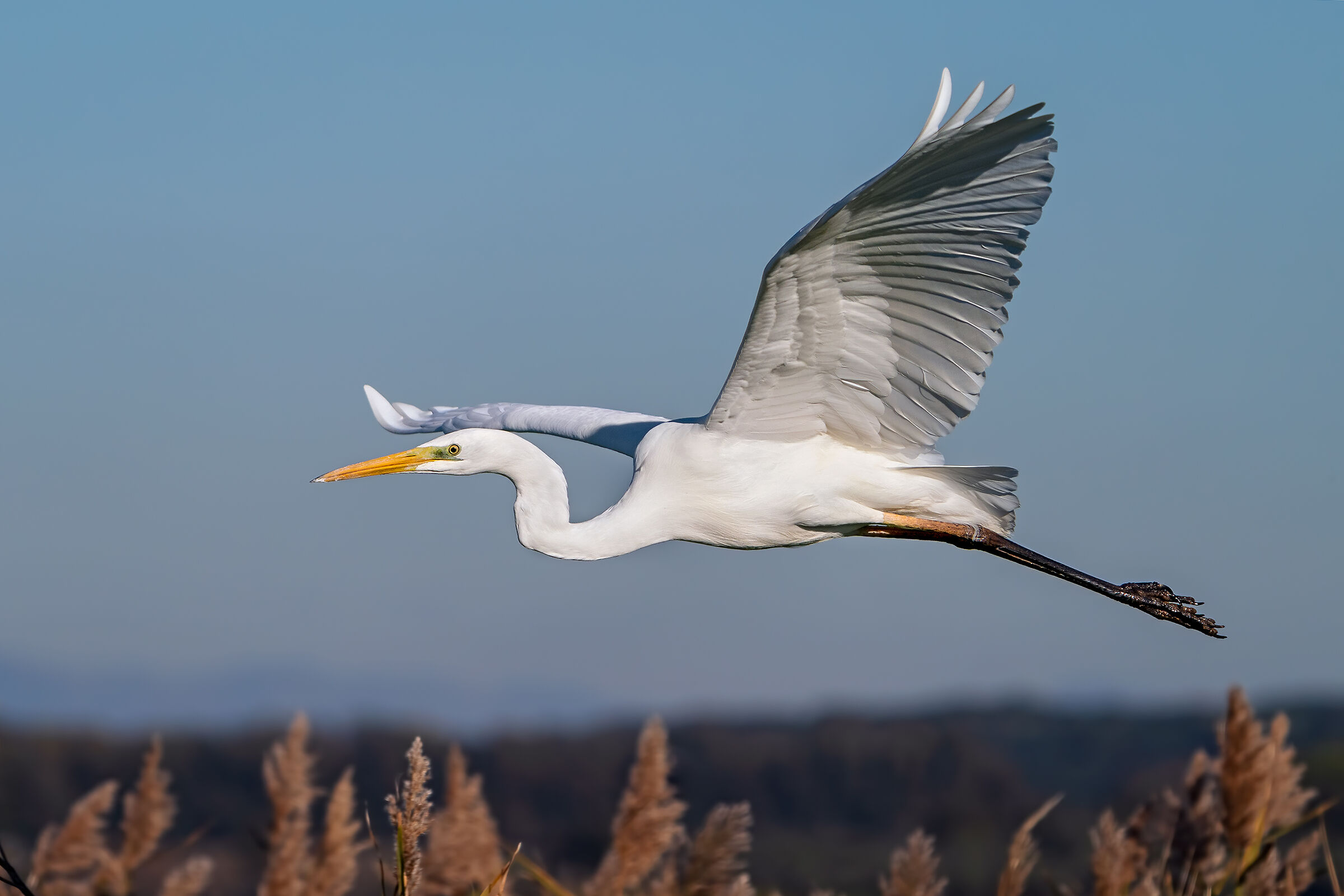 Greater white heron