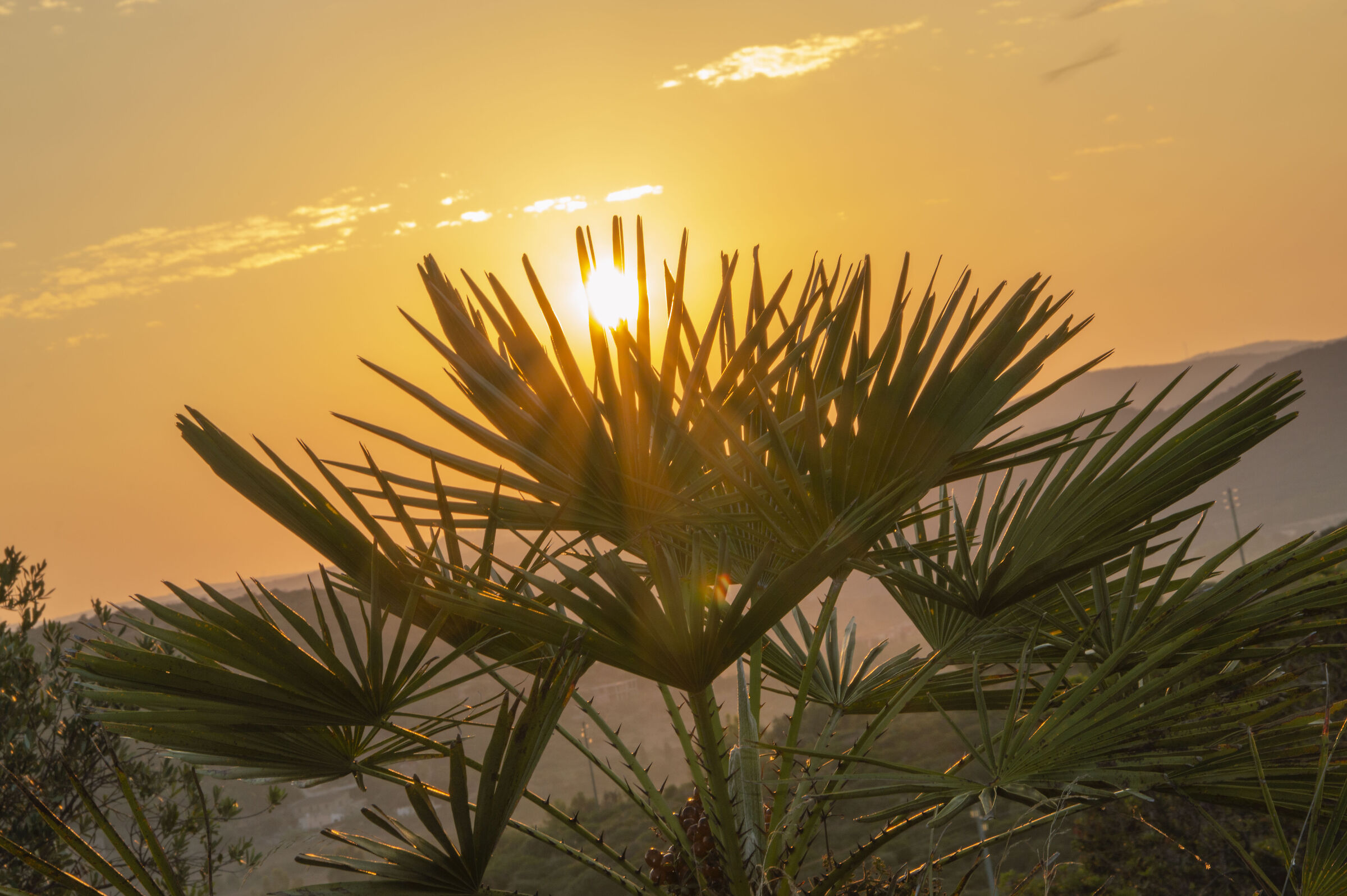 Alghero - Dwarf Palm