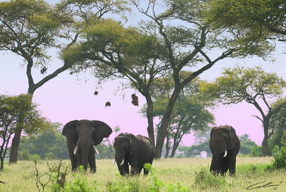 I signori del Tarangire National Park