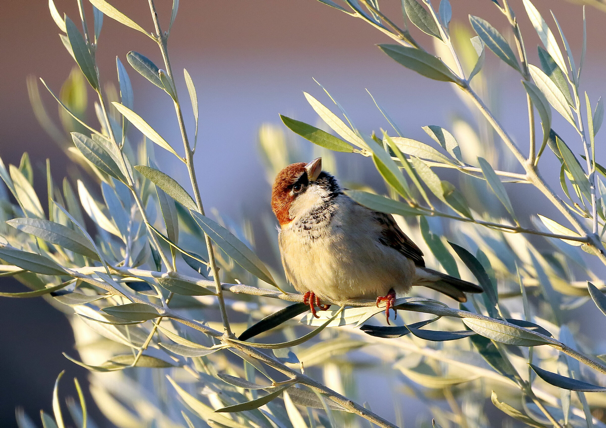 Passera d'Italia da dietro i vetri