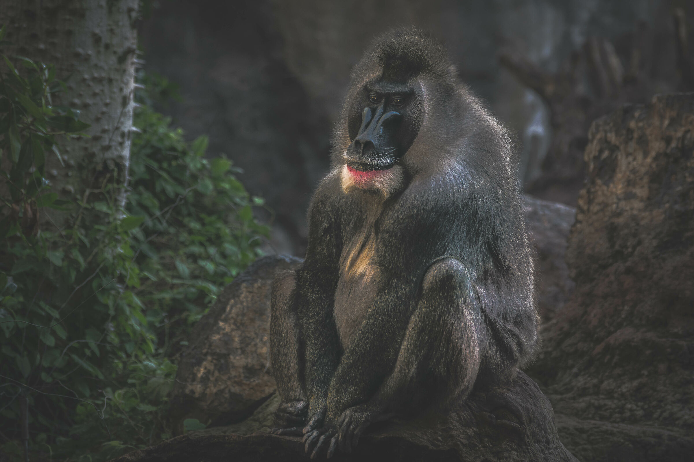 babbuino del mandrillo