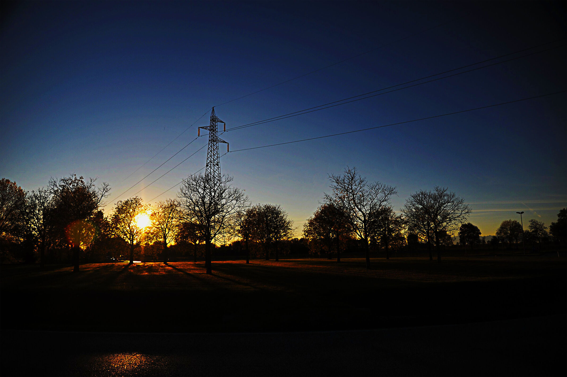 trees at sunset