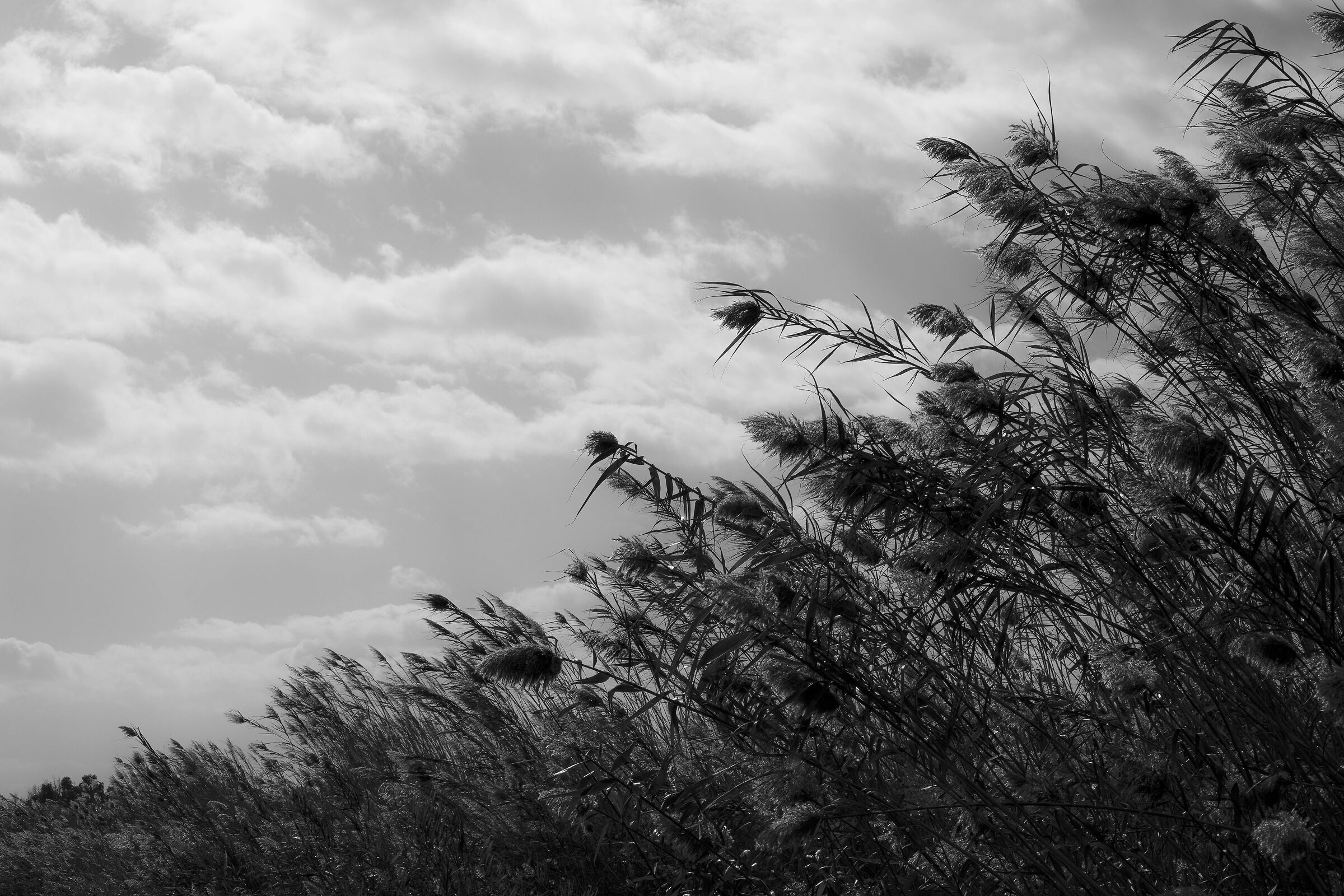 Parco Albufera (Spagna)