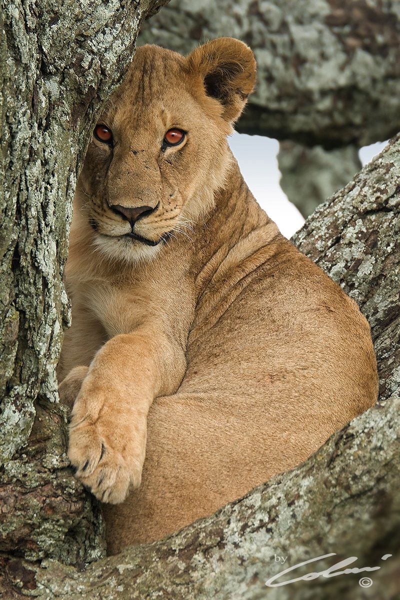 Portrait of lion cub