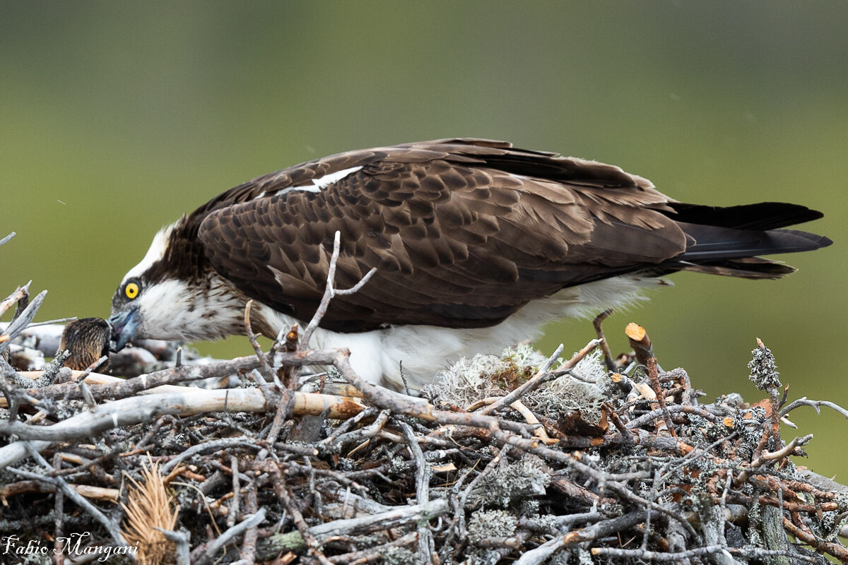 caught by the osprey -Finland