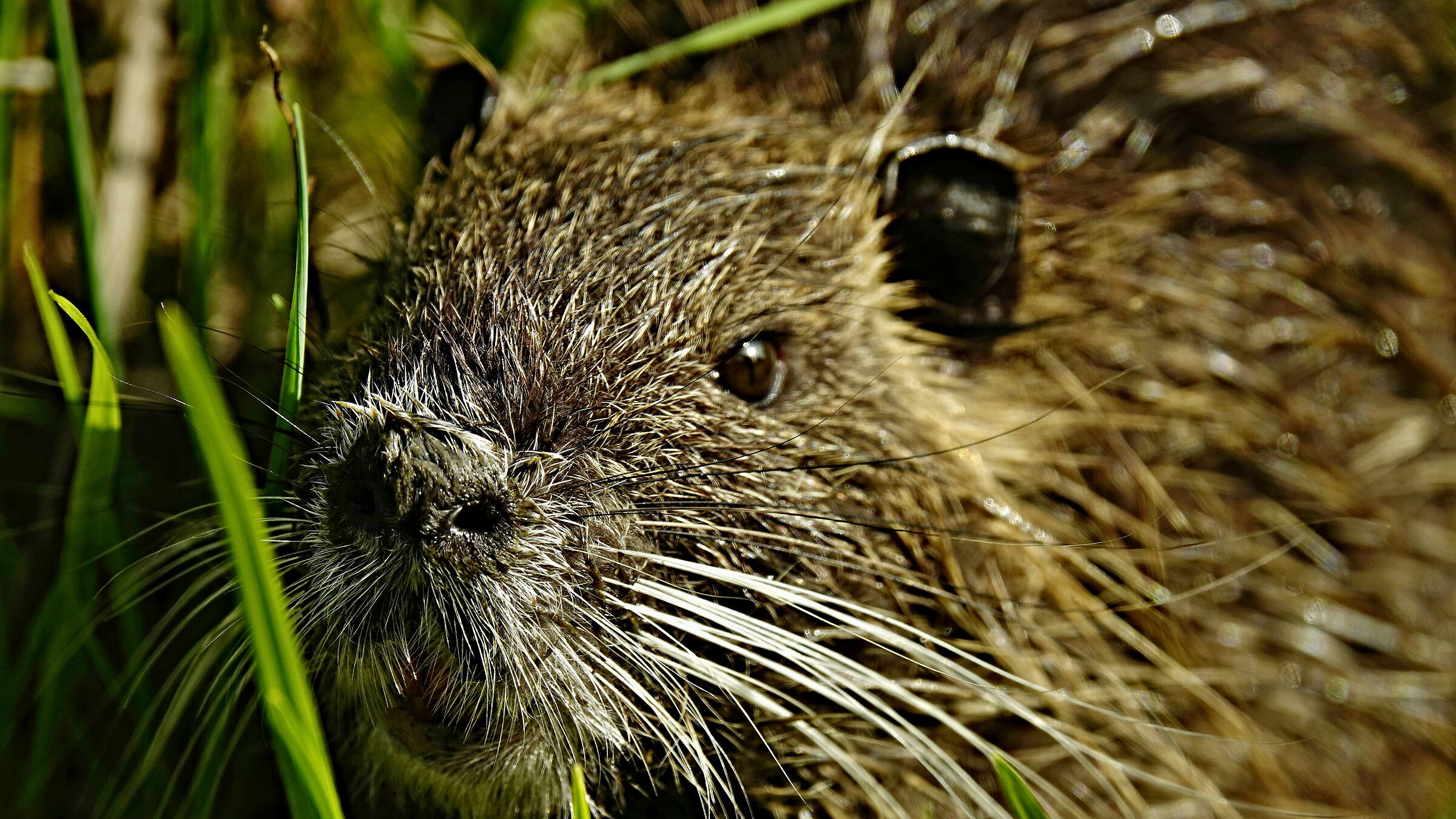 Nutria
