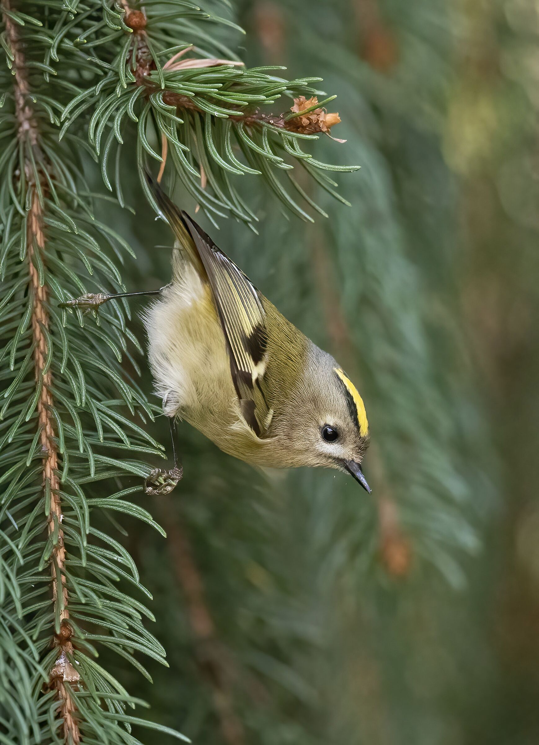 Regolo (Regulus regulus)
