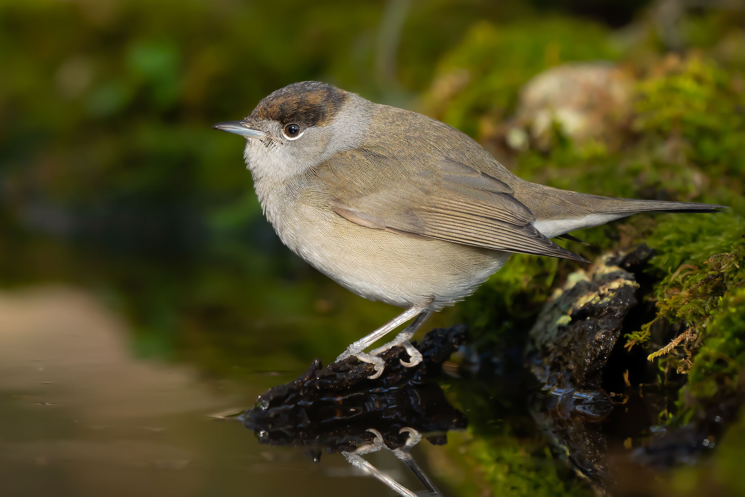 Blackcap