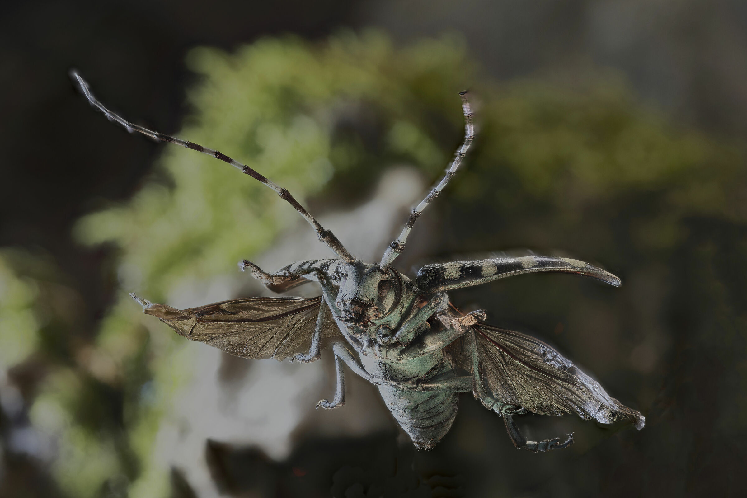 Anoplophora Elegans 2