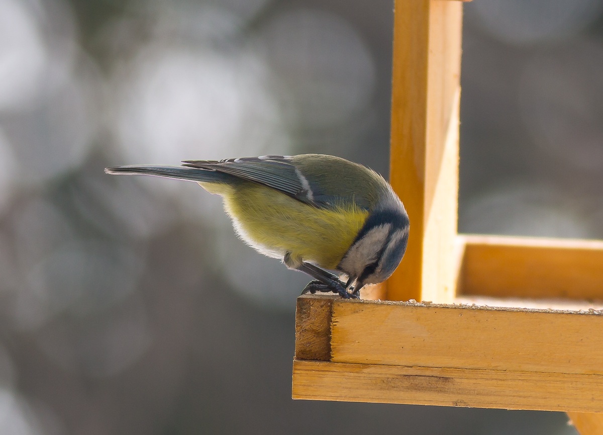 Cinciarella (ancora lei..)