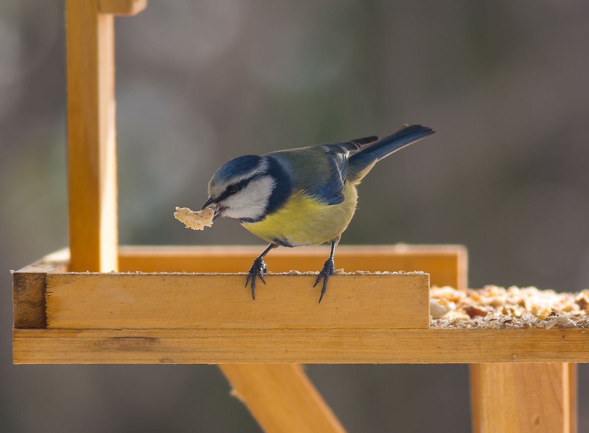 Cinciarella (aridaje)
