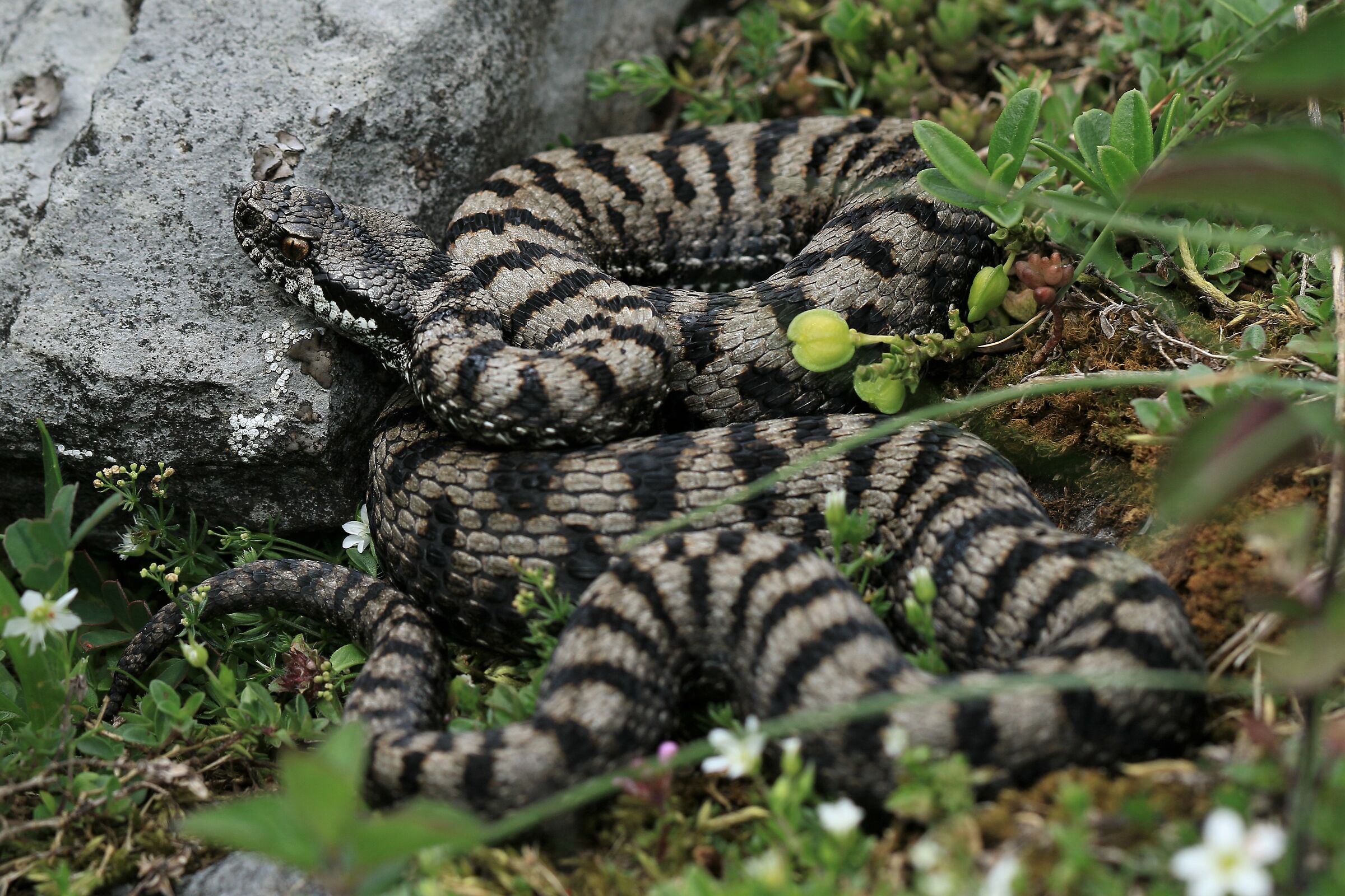 Female, 1750m, Ticino (Svizzera)