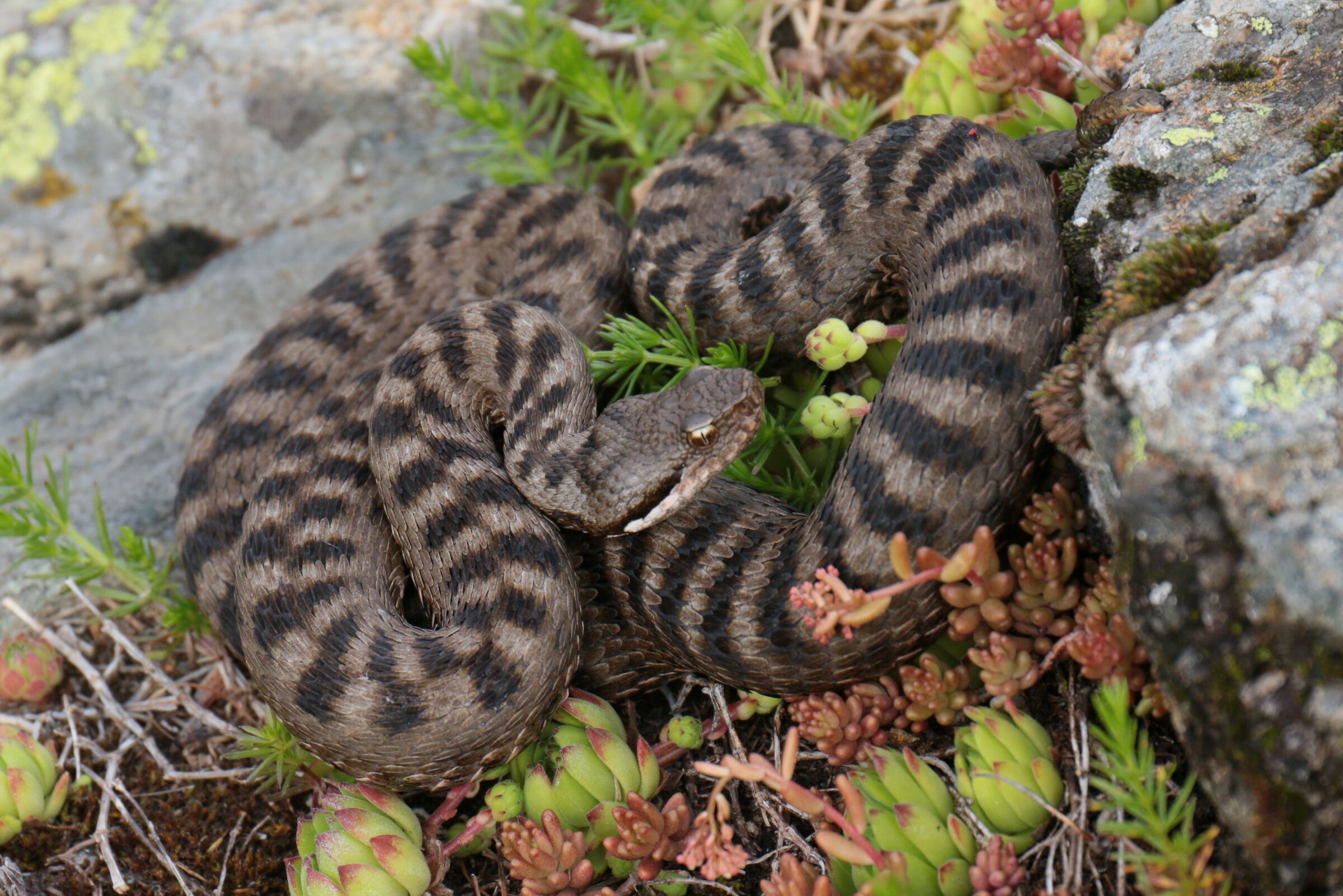 Male, 1690m, Vallese (Svizzera)