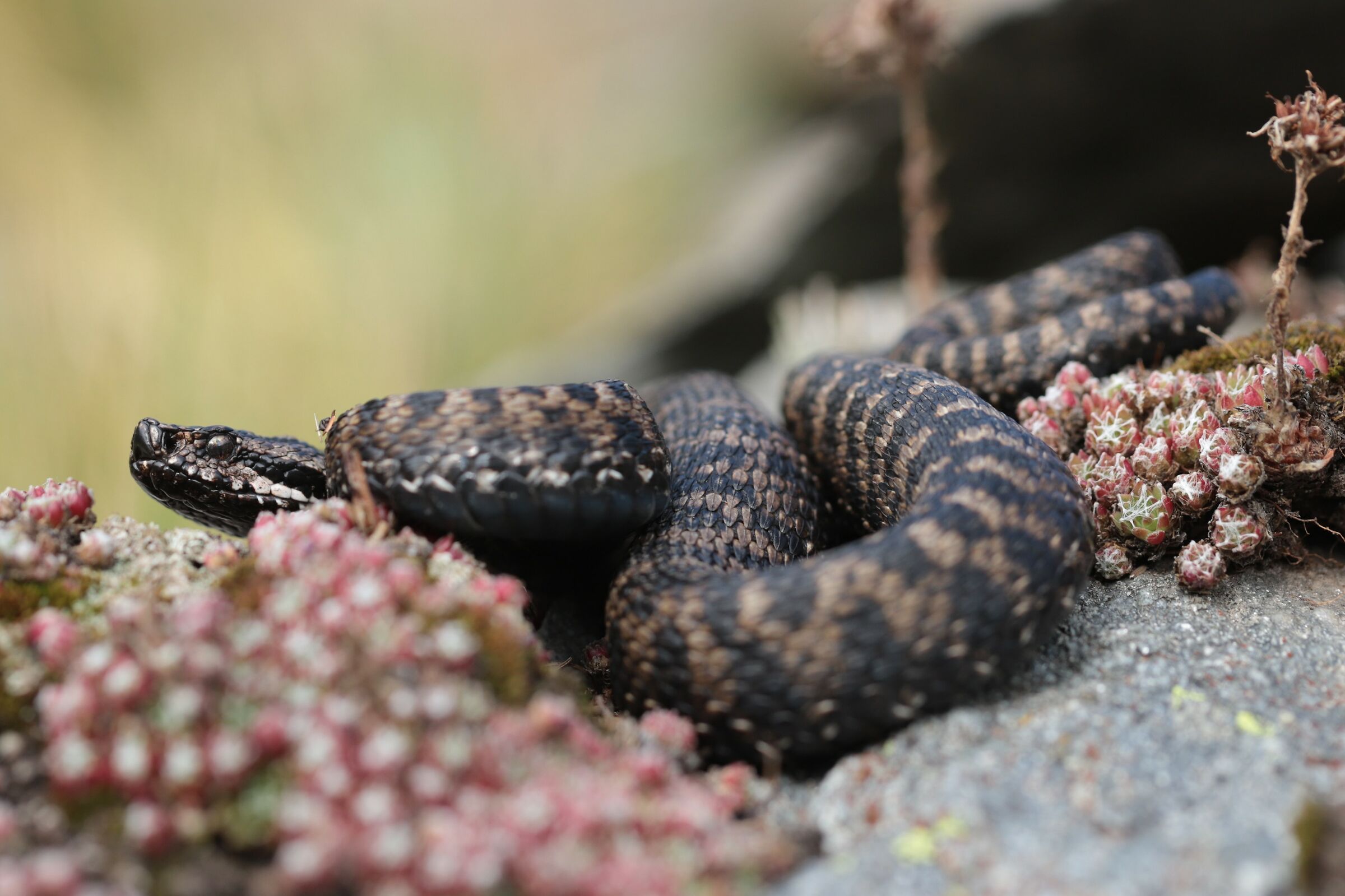 Male, 1290m, Berna (Svizzera)