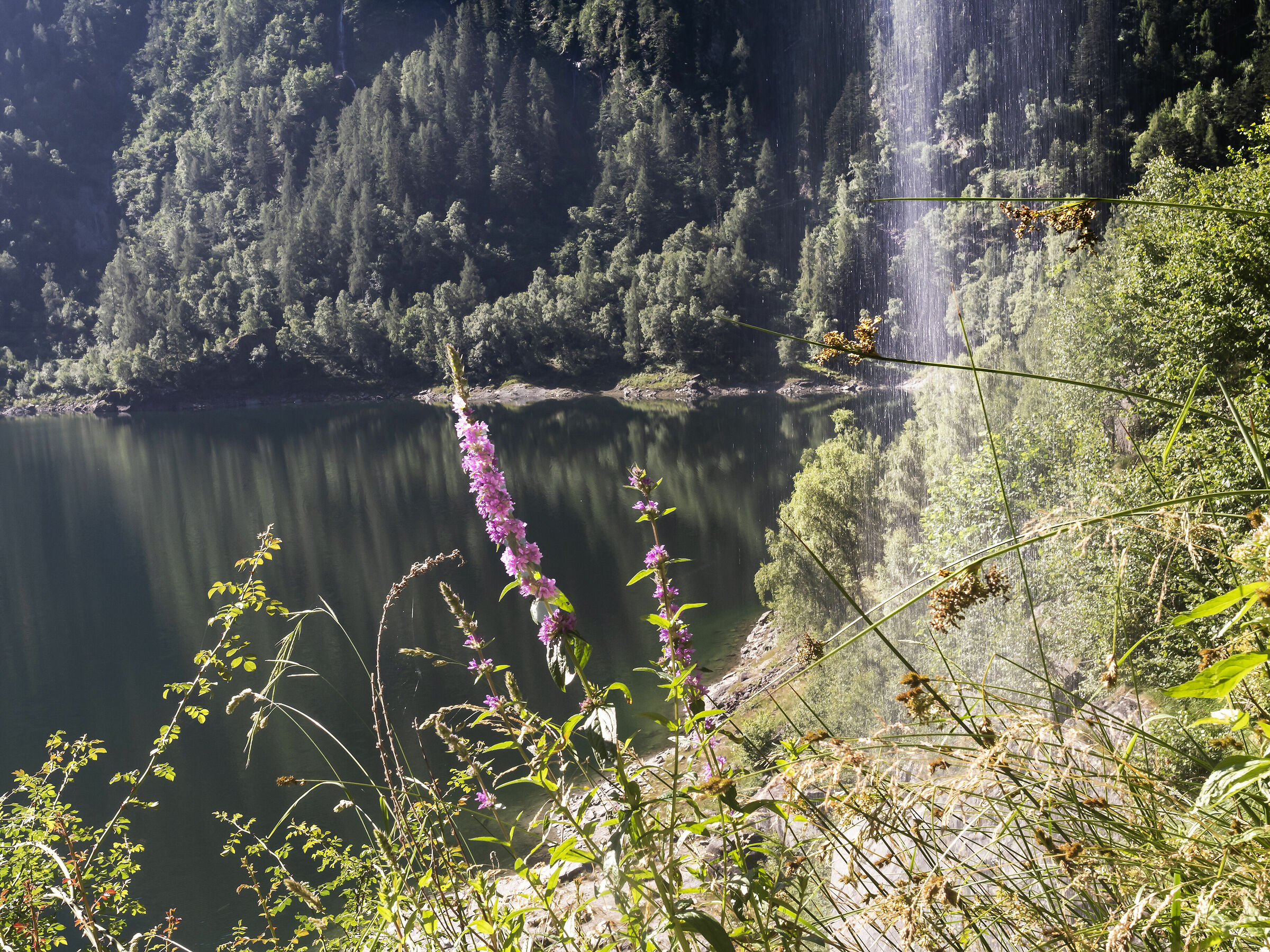 Il fiore e la cascata del Sajont.