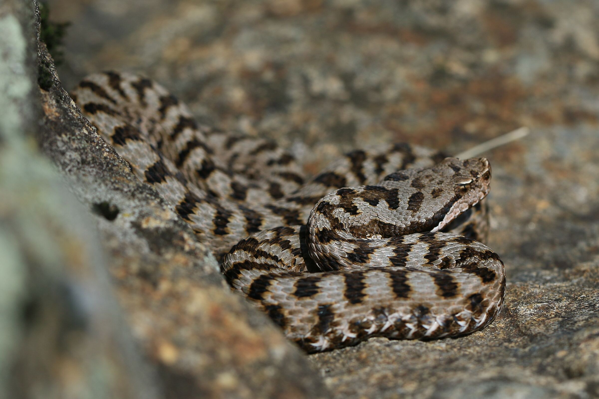 Female, 1750m, Piemonte (Italia)