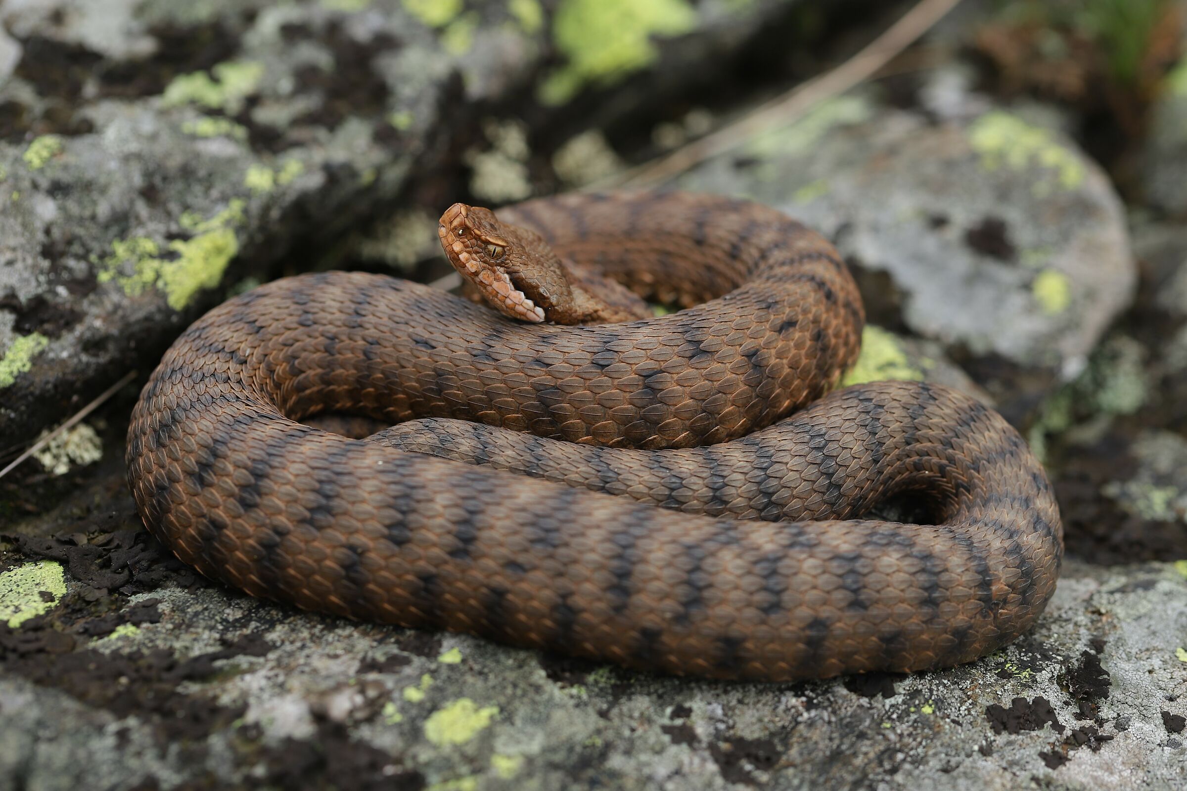 Female, 1450m, Piemonte (Italia)