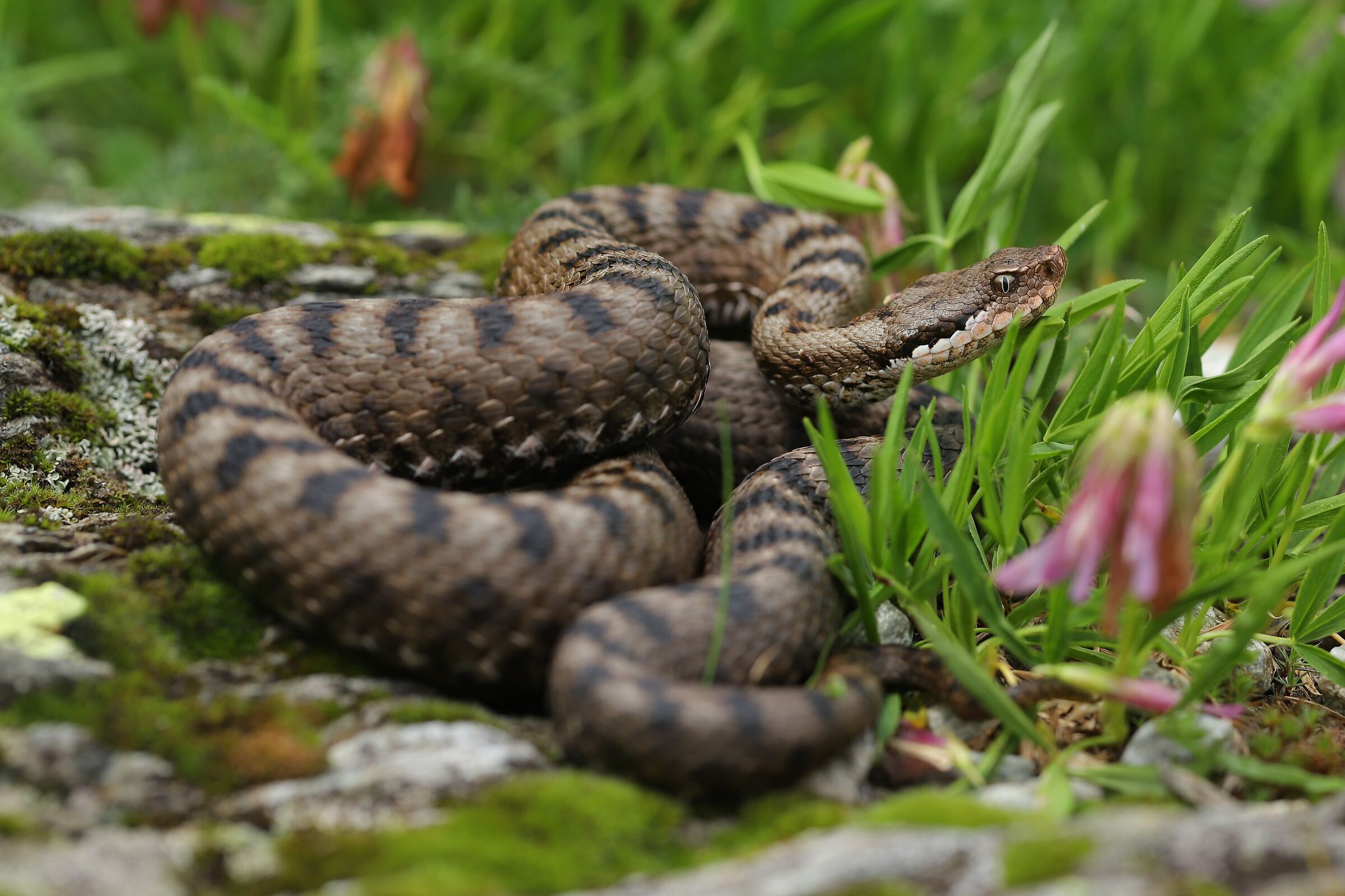 Male, 1350m, Piemonte (Italia)