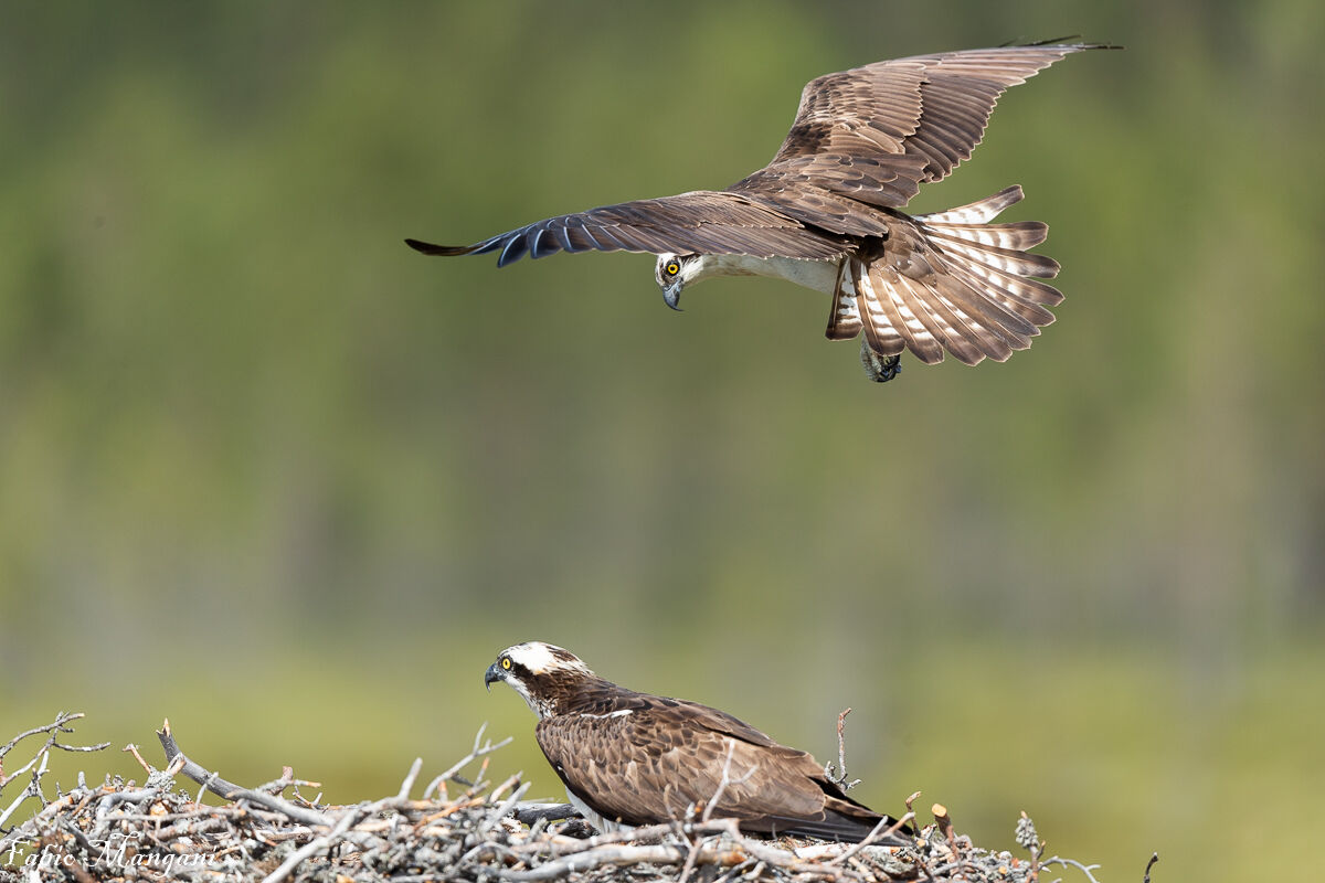 osprey at the nest