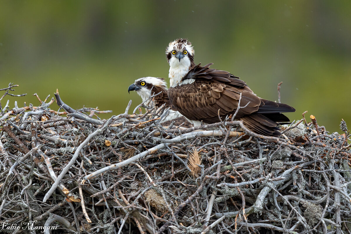 falco pescatore al nido