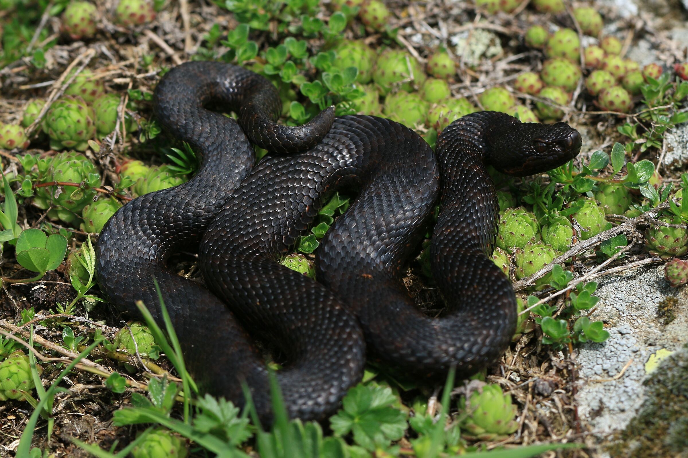 Male, 1750m, Ticino (Svizzera)