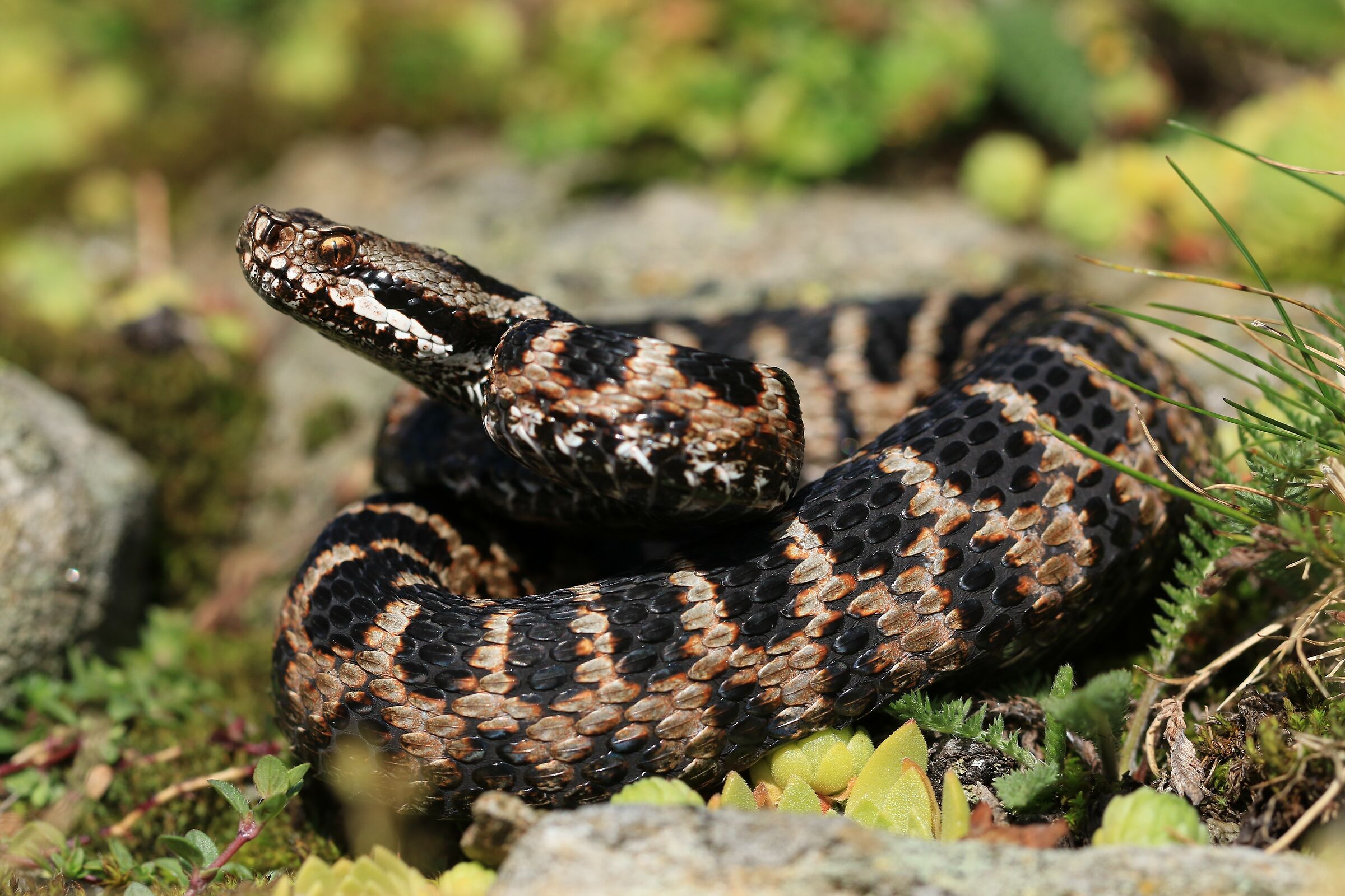 Male, 1750m, Ticino (Svizzera)