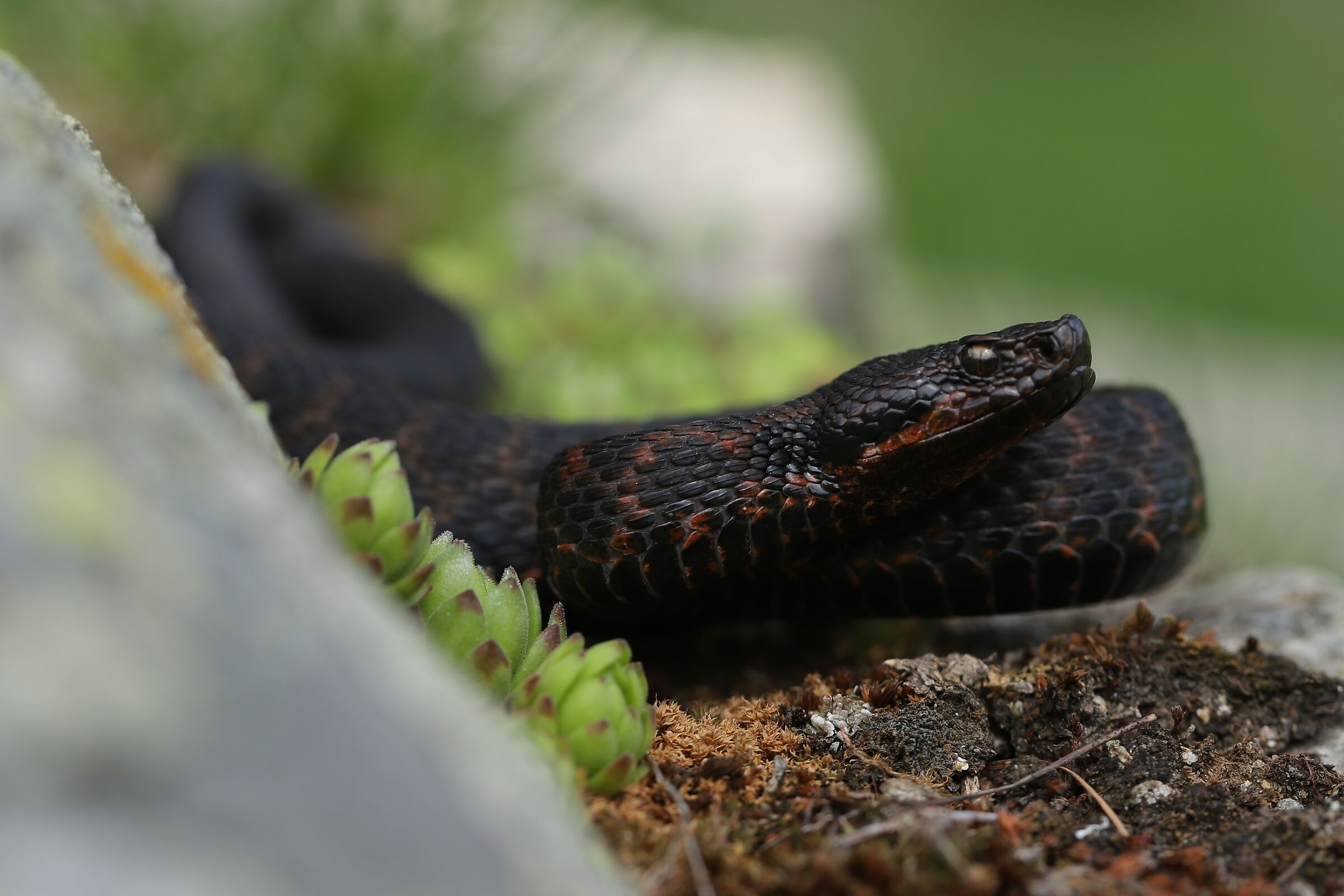 Male, 1750m, Ticino (Svizzera)