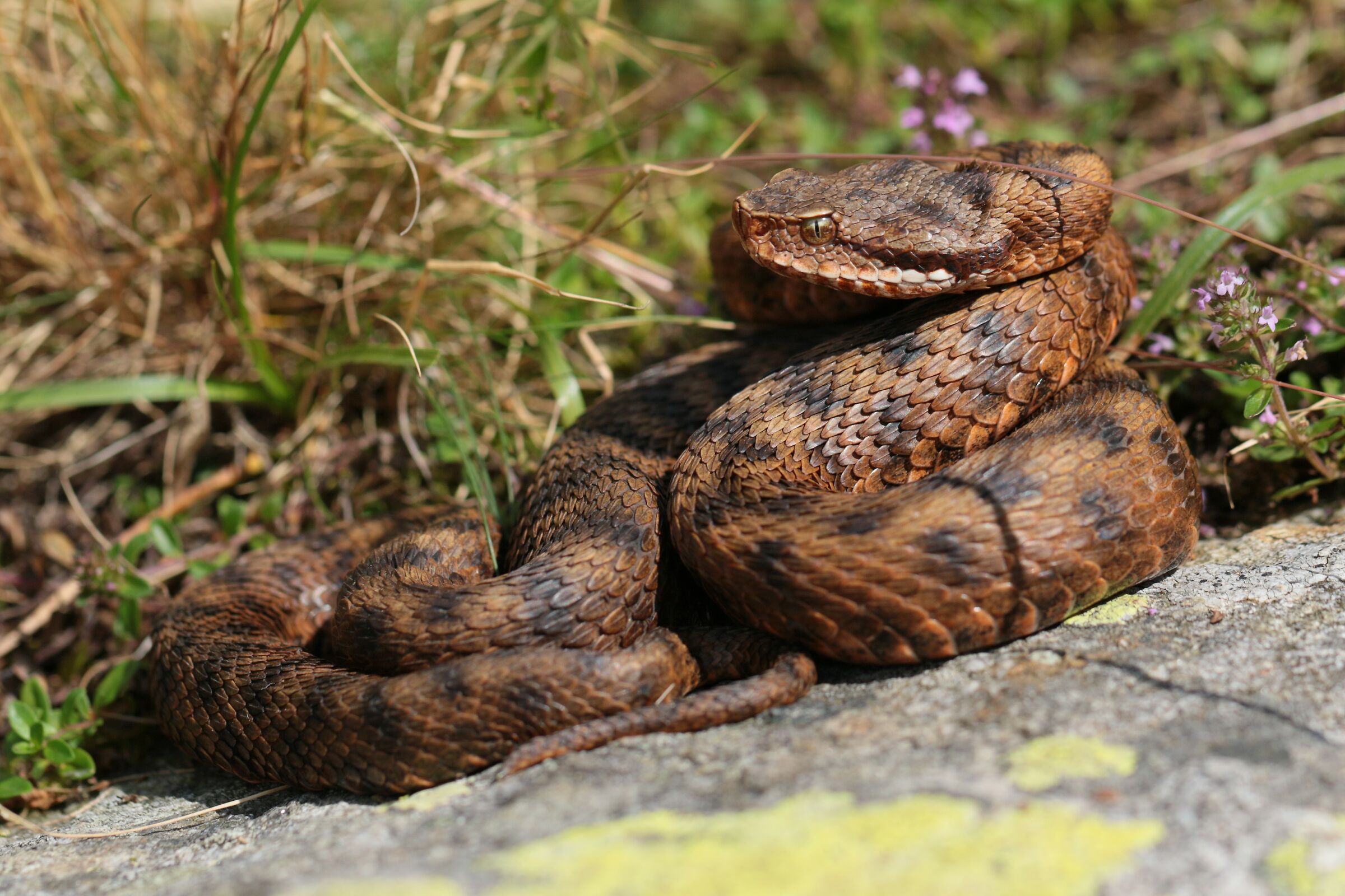 Female, 1750m, Ticino (Svizzera)